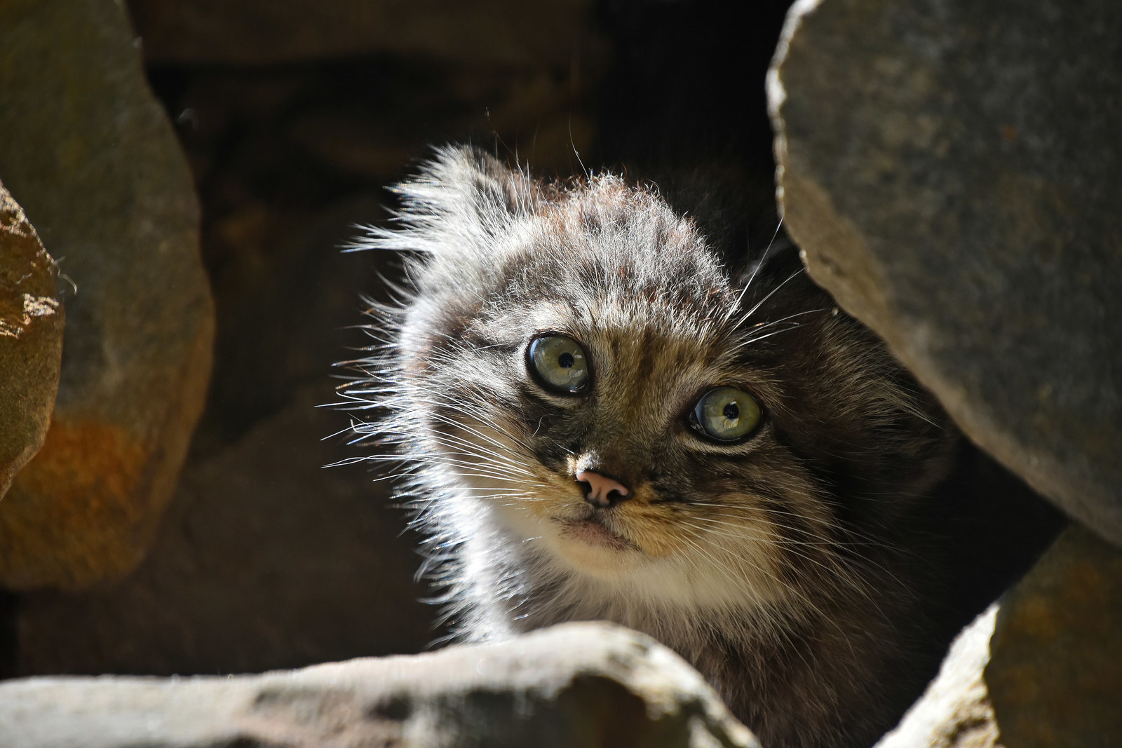 Continuation of the post Let's dilute hateful Monday with cuteness! - Pallas' cat, Pet the cat, Small cats, Cat family, Young, The photo, Vote, Longpost, Reply to post