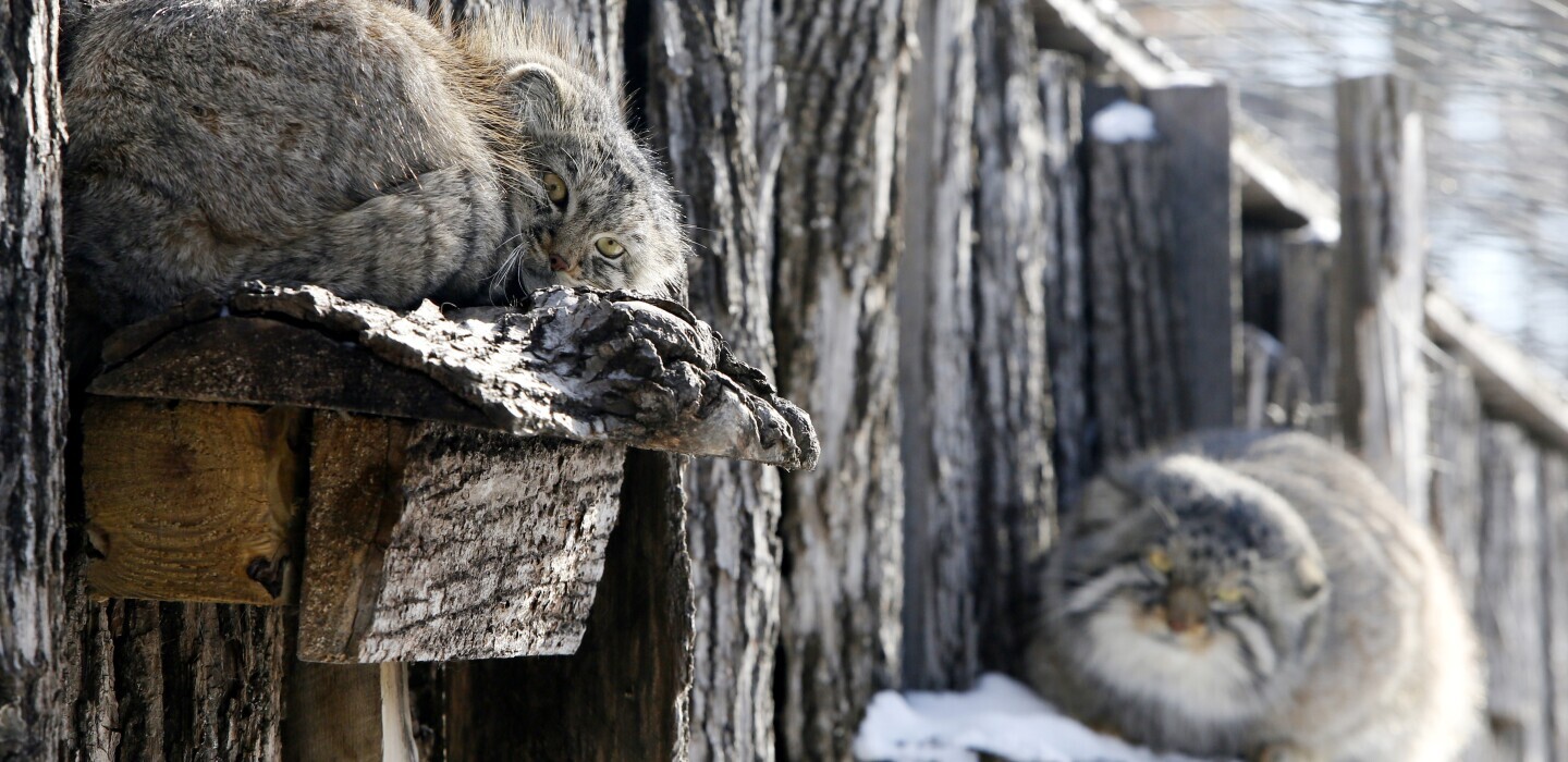 Reply to the post I'm sitting on a shelf :3 - Pallas' cat, Pet the cat, Cat family, Small cats, Wild animals, Predatory animals, Reply to post