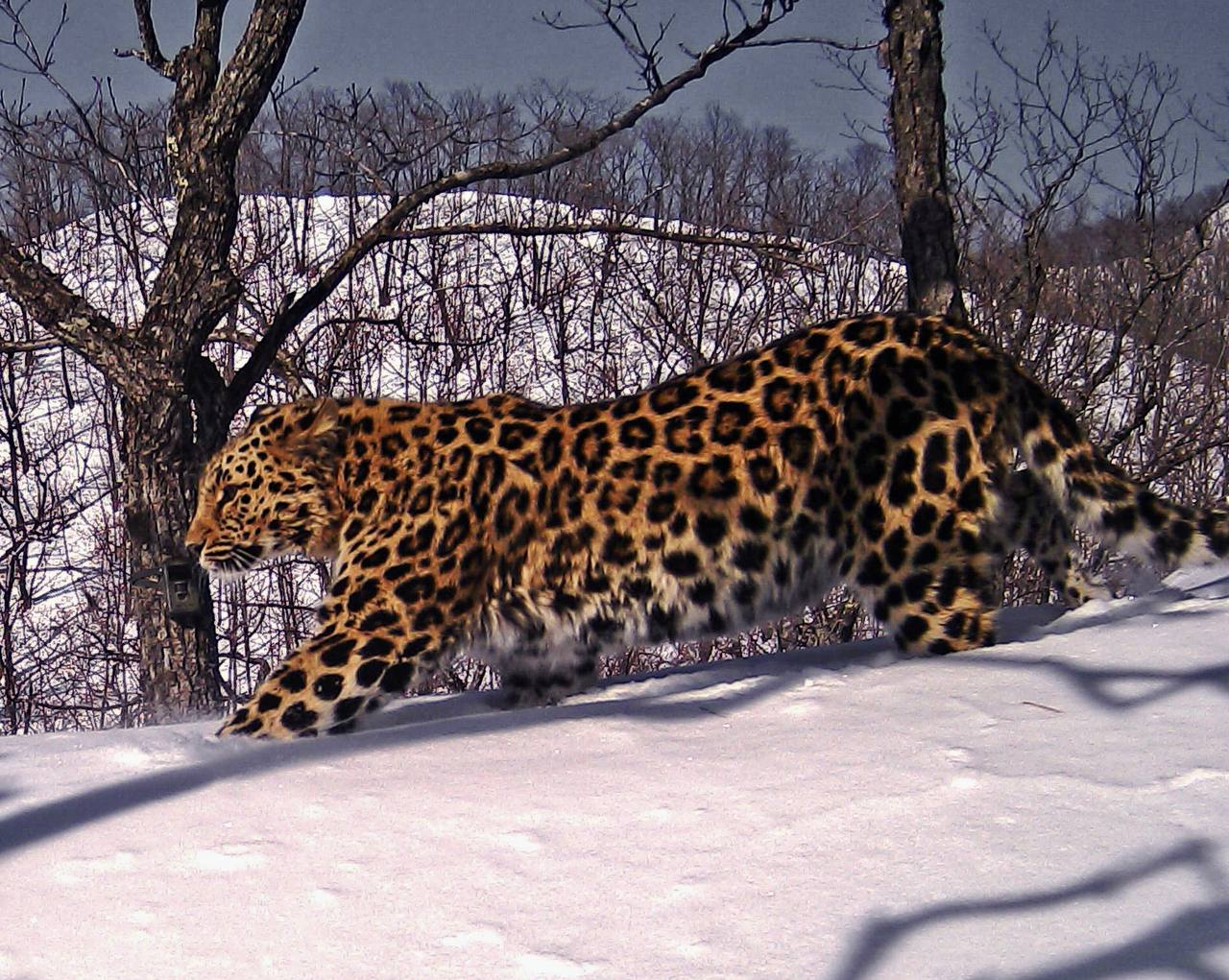 Far Eastern leopard bypasses its territory - Far Eastern leopard, National park, Primorsky Krai, The photo, wildlife, Big cats, Wild animals, Predatory animals, Leopard, Cat family, beauty