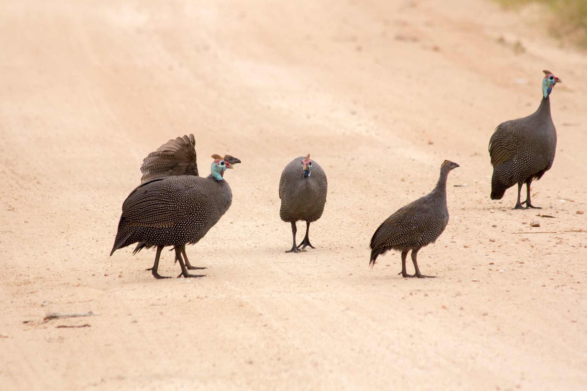 Some South African fauna - My, Kruger National Park, South Africa, Safari, Longpost, The photo