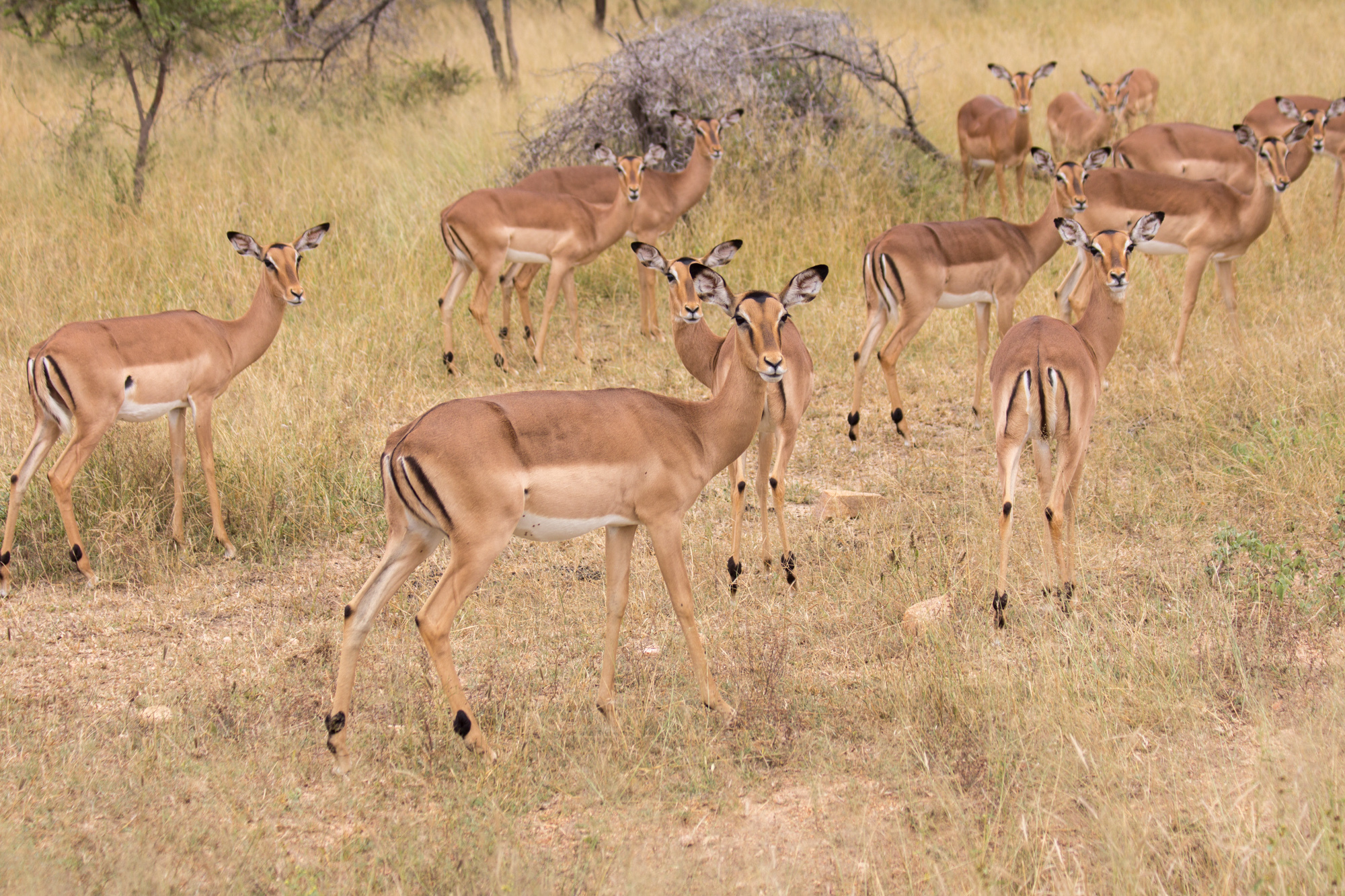 Some South African fauna - My, Kruger National Park, South Africa, Safari, Longpost, The photo