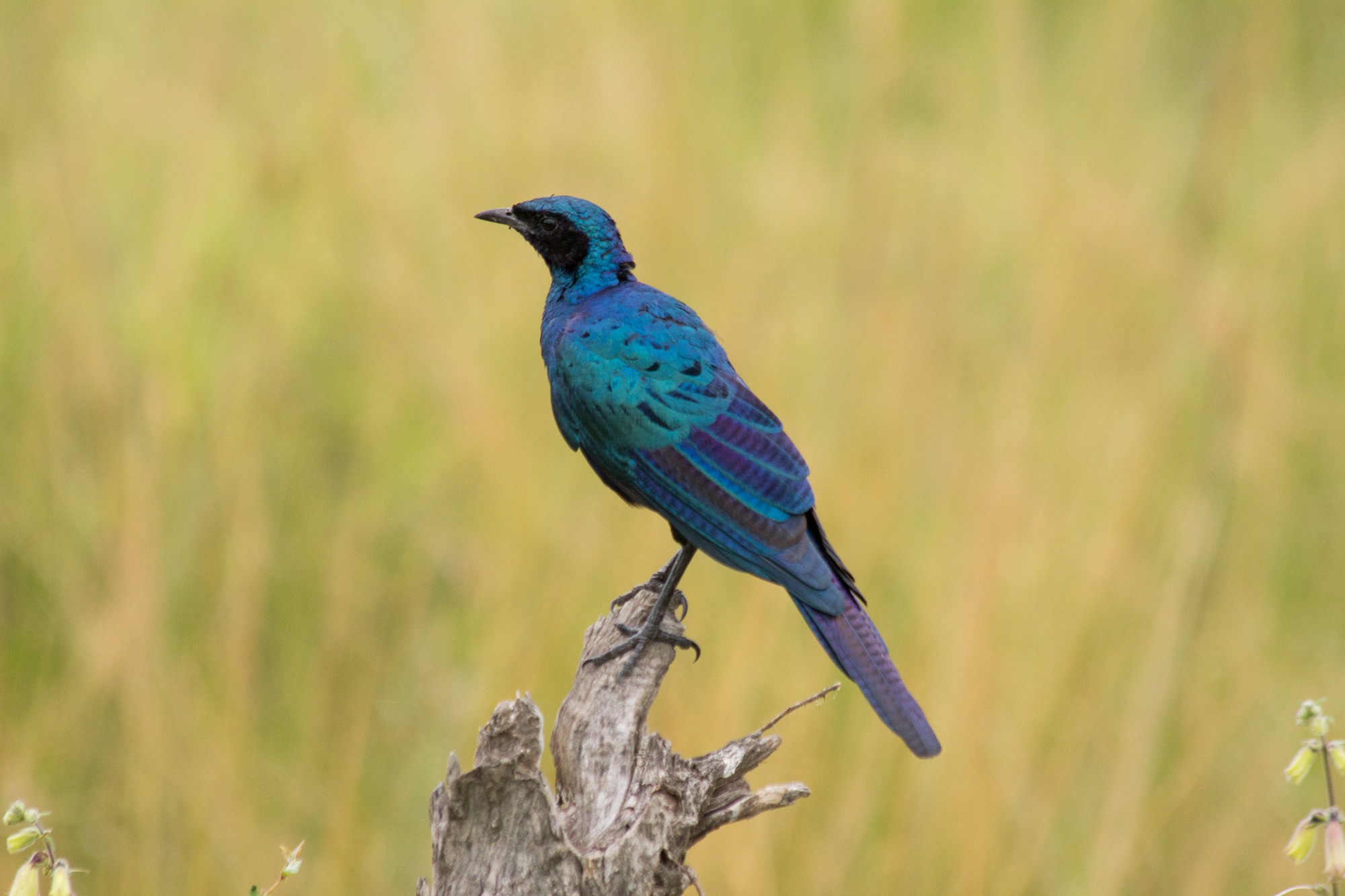 Some South African fauna - My, Kruger National Park, South Africa, Safari, Longpost, The photo