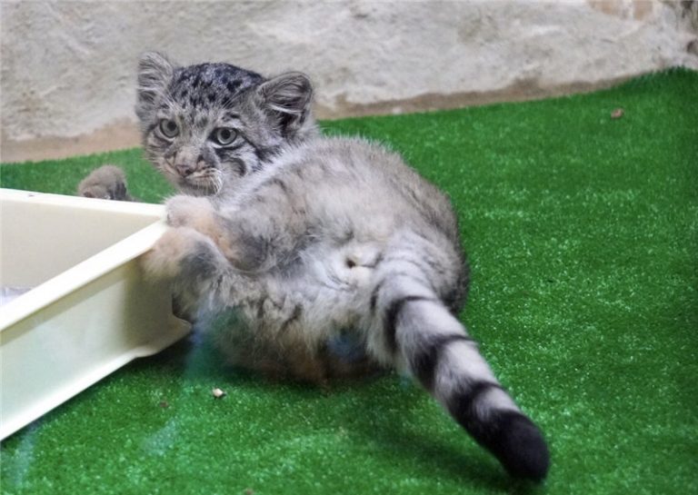 Manul asshole in your feed)) - Pallas' cat, Small cats, Pet the cat, Cat family, Fluffy