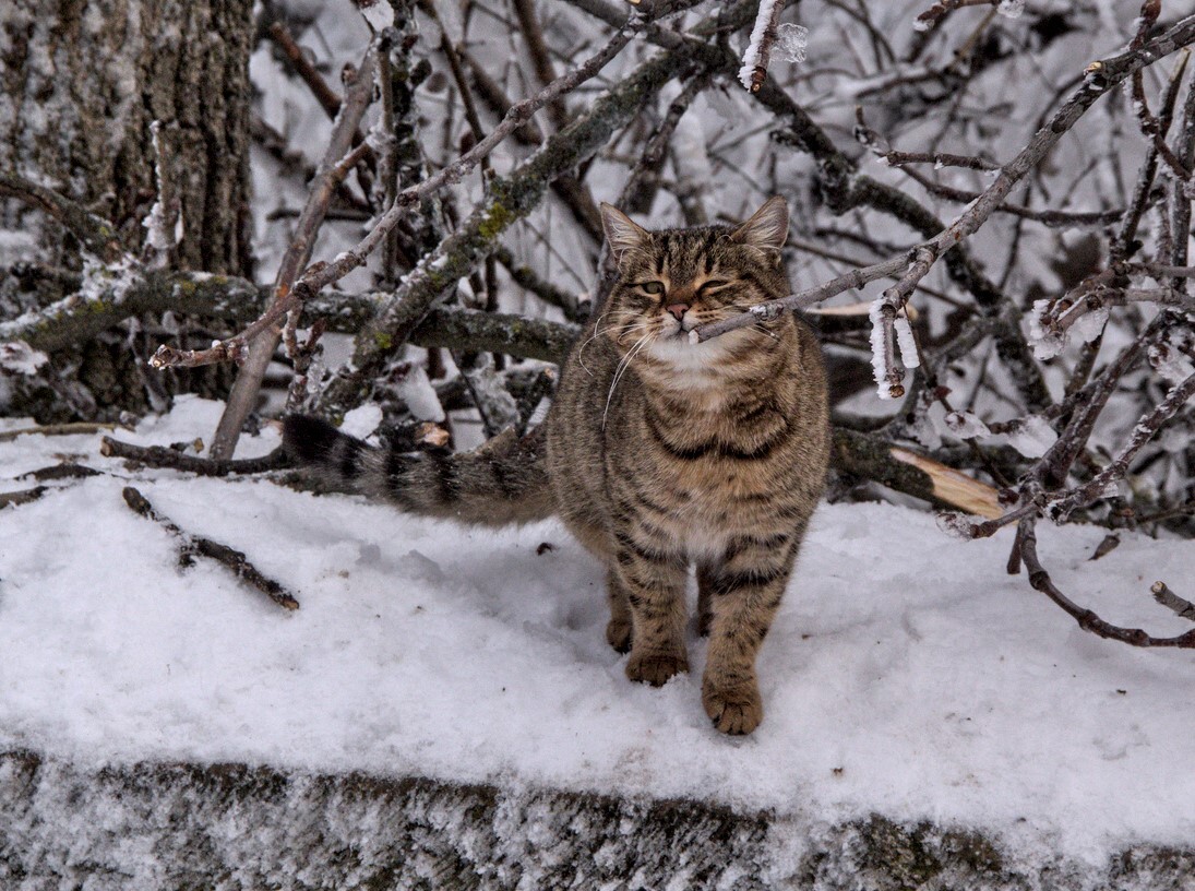 winter cat - My, cat, The park, Canon, Photographer, City walk