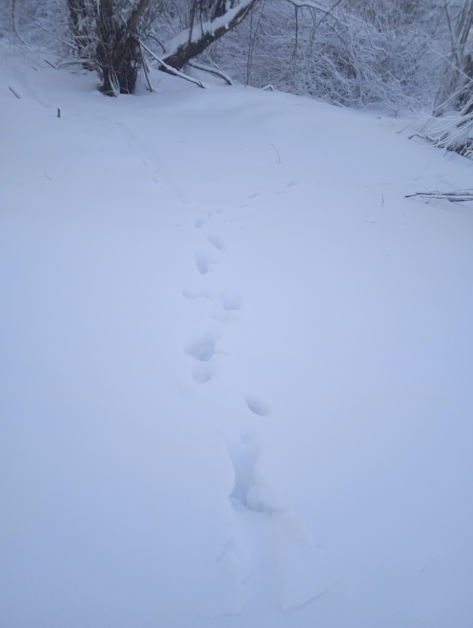 Yakutsk. -43. Walk to the river - My, Yakutsk, Winter hike, Lena river, Video, Longpost, Snow