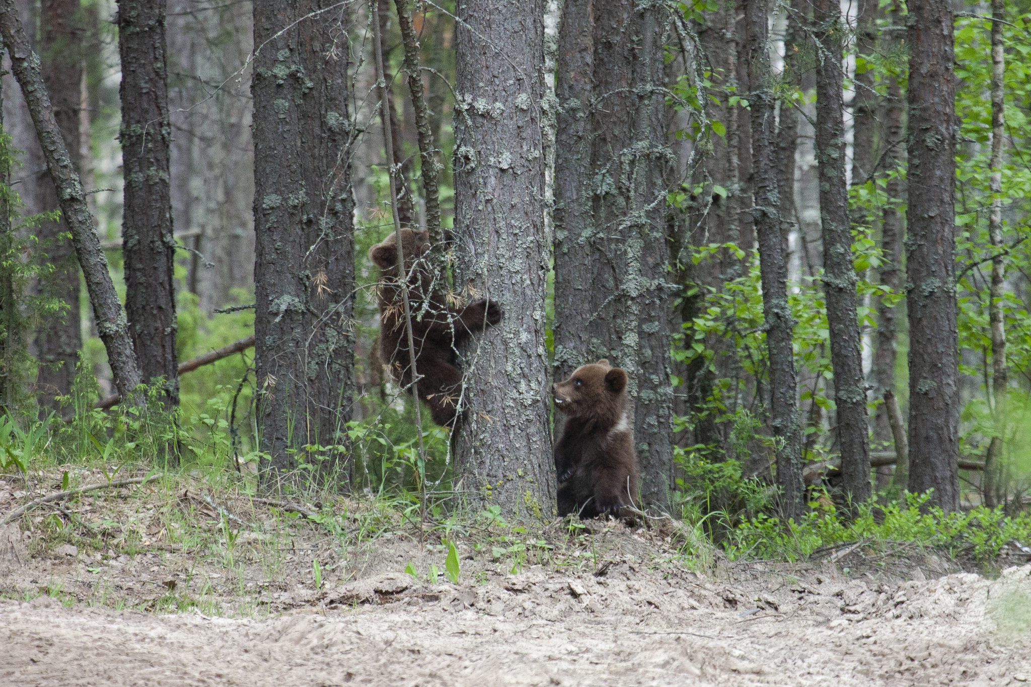 Медведи в подмосковье. Медведь в лесу. Медвежонок в лесу. Бурый медведь в лесу. Бурый медведь в Подмосковье.