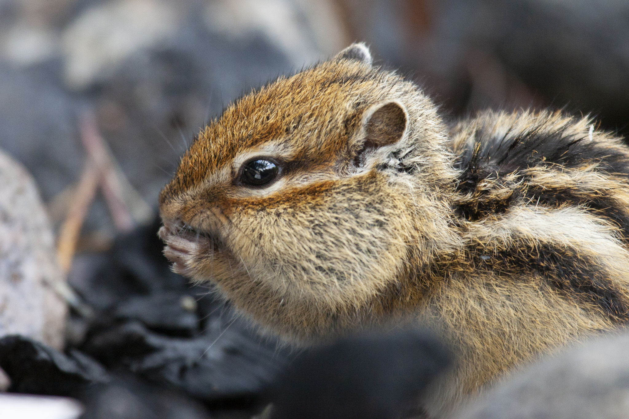 The Asian chipmunk is a Eurasian relative of Chip and Dale - My, Chipmunk, Chip and Dale, Nature, Animals, Mammals, Rodents, Longpost