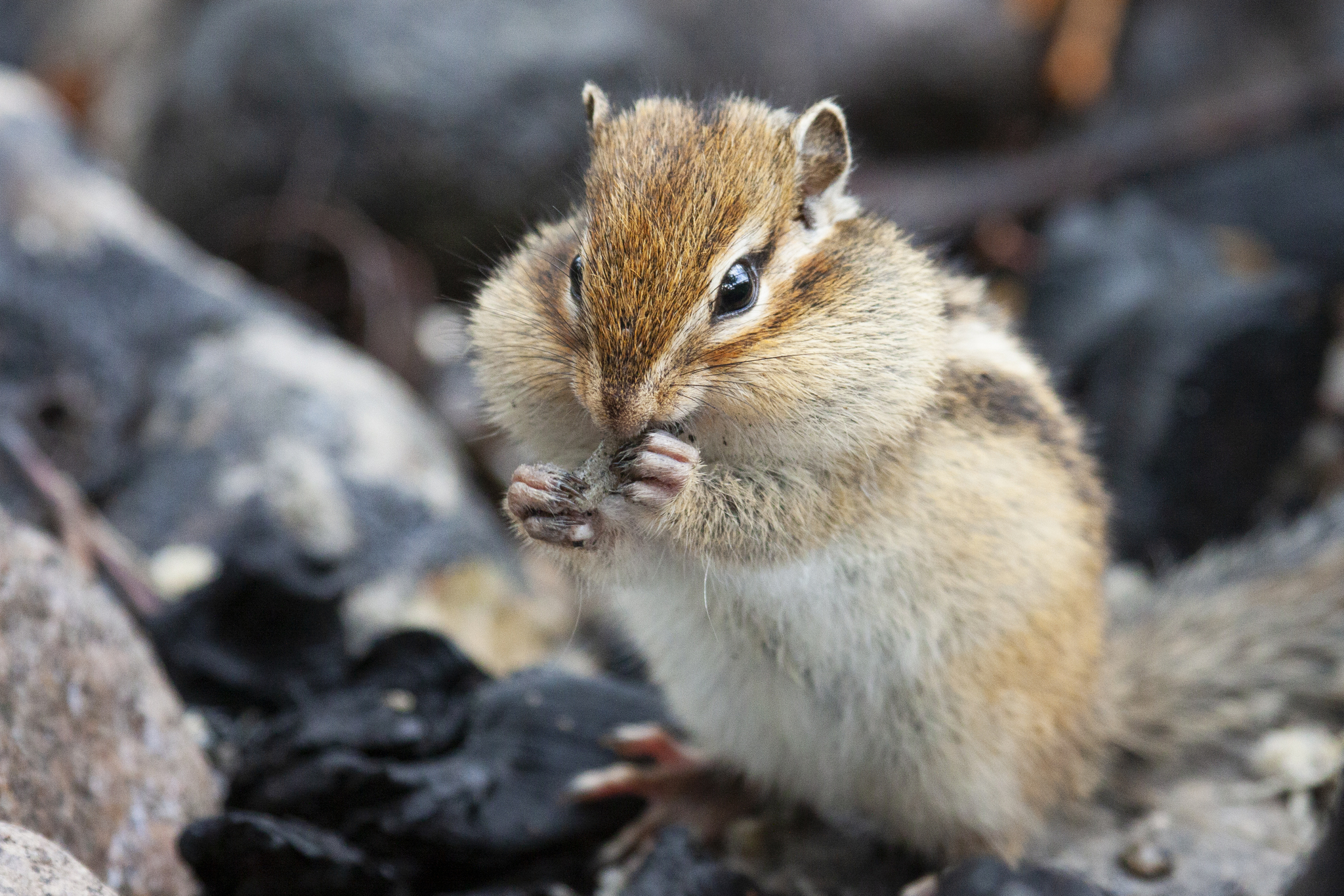 The Asian chipmunk is a Eurasian relative of Chip and Dale - My, Chipmunk, Chip and Dale, Nature, Animals, Mammals, Rodents, Longpost