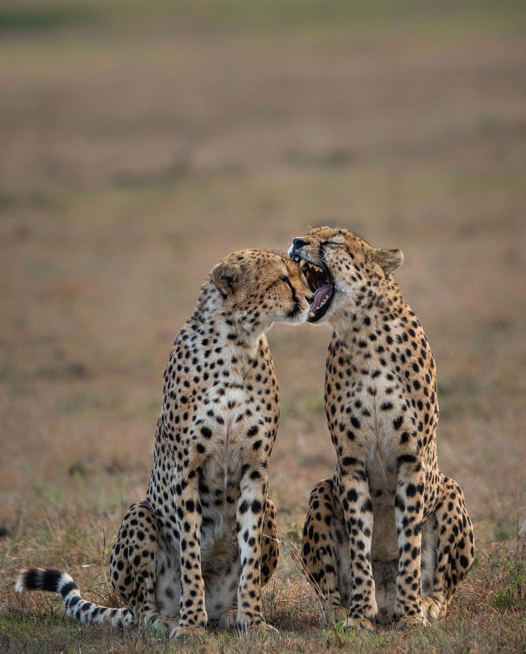 I'll bite! - Cheetah, Rare view, Big cats, Cat family, Mammals, Animals, Wild animals, wildlife, Reserves and sanctuaries, Masai Mara, Africa, The photo