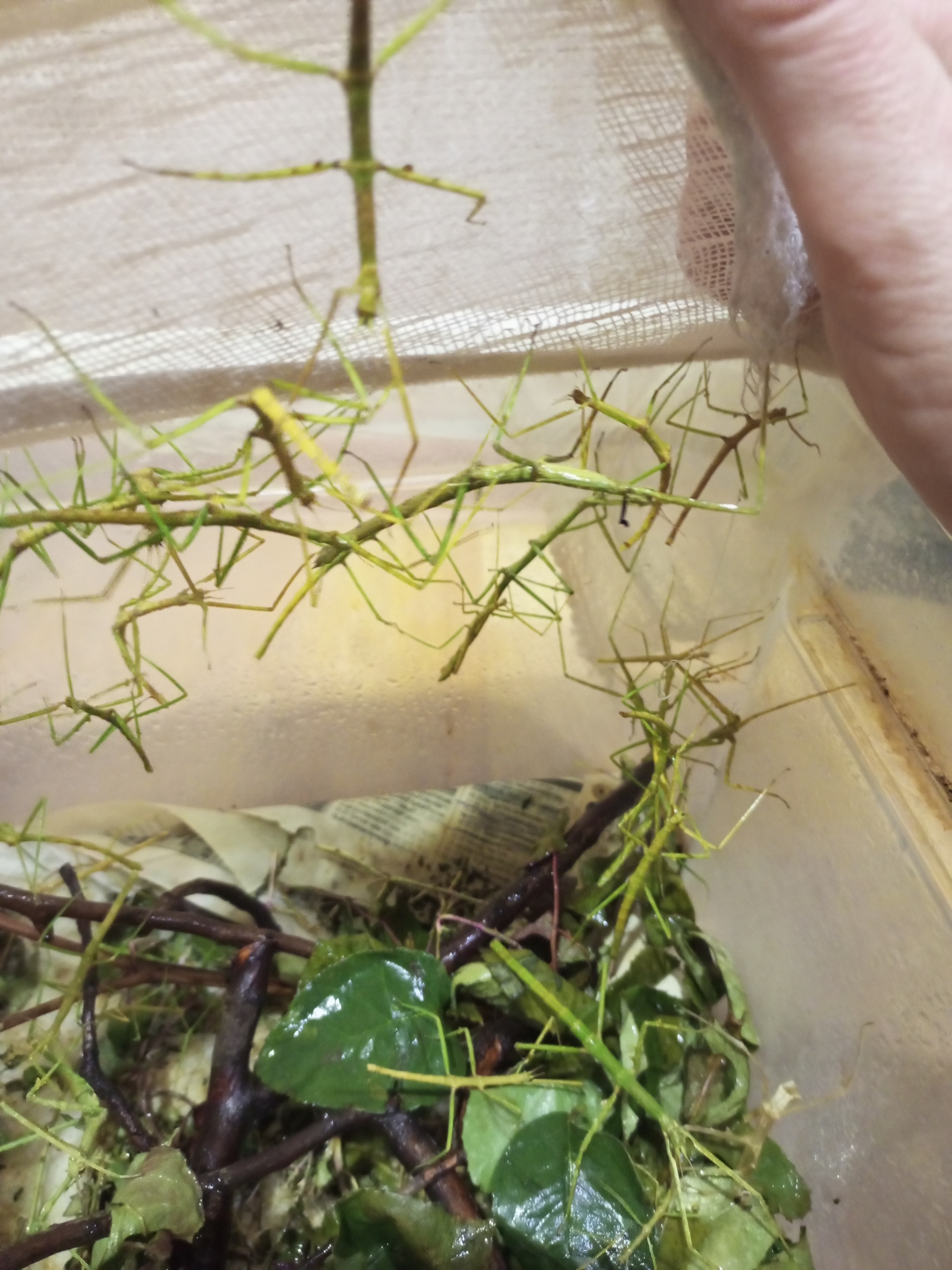 50 stick insects. Peekaboo power, help - My, Stick insect, The strength of the Peekaboo, Insects, Distribution, In good hands