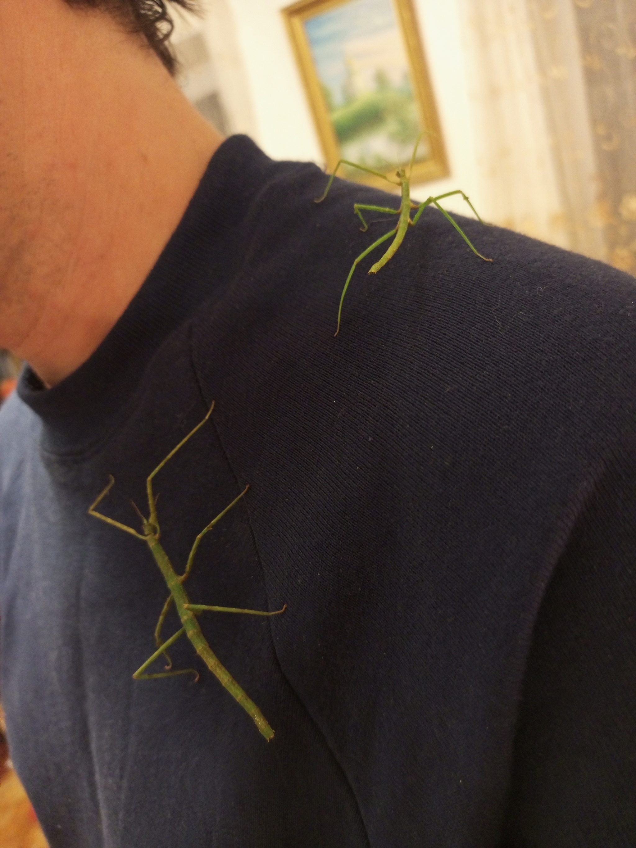 50 stick insects. Peekaboo power, help - My, Stick insect, The strength of the Peekaboo, Insects, Distribution, In good hands