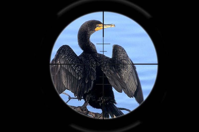 Residents of Buryatia and the Irkutsk region voted against the shooting of cormorants - Ecology, news, Buryatia, Siberia, Russia, Politics, Baikal