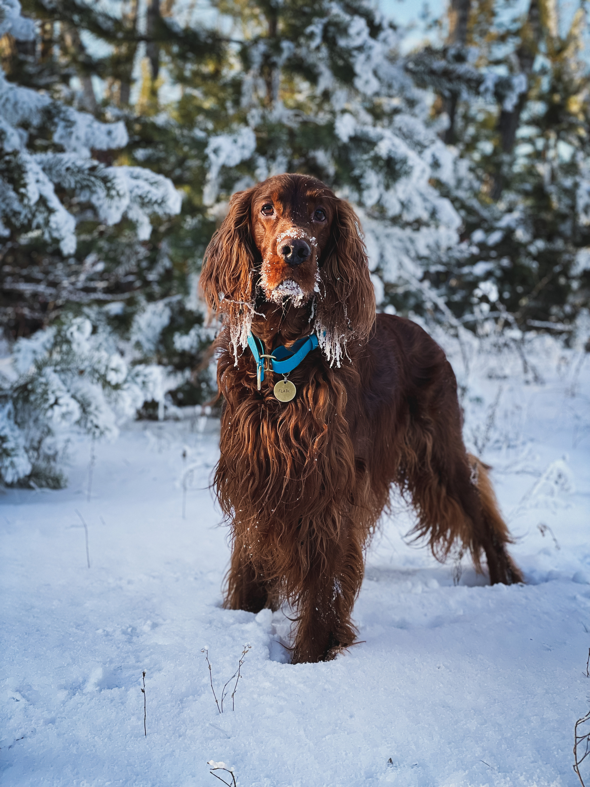 The weather in Krasnoyarsk is perfect for a walk - My, Irish Setter, Setter, Krasnoyarsk, Dog, Longpost