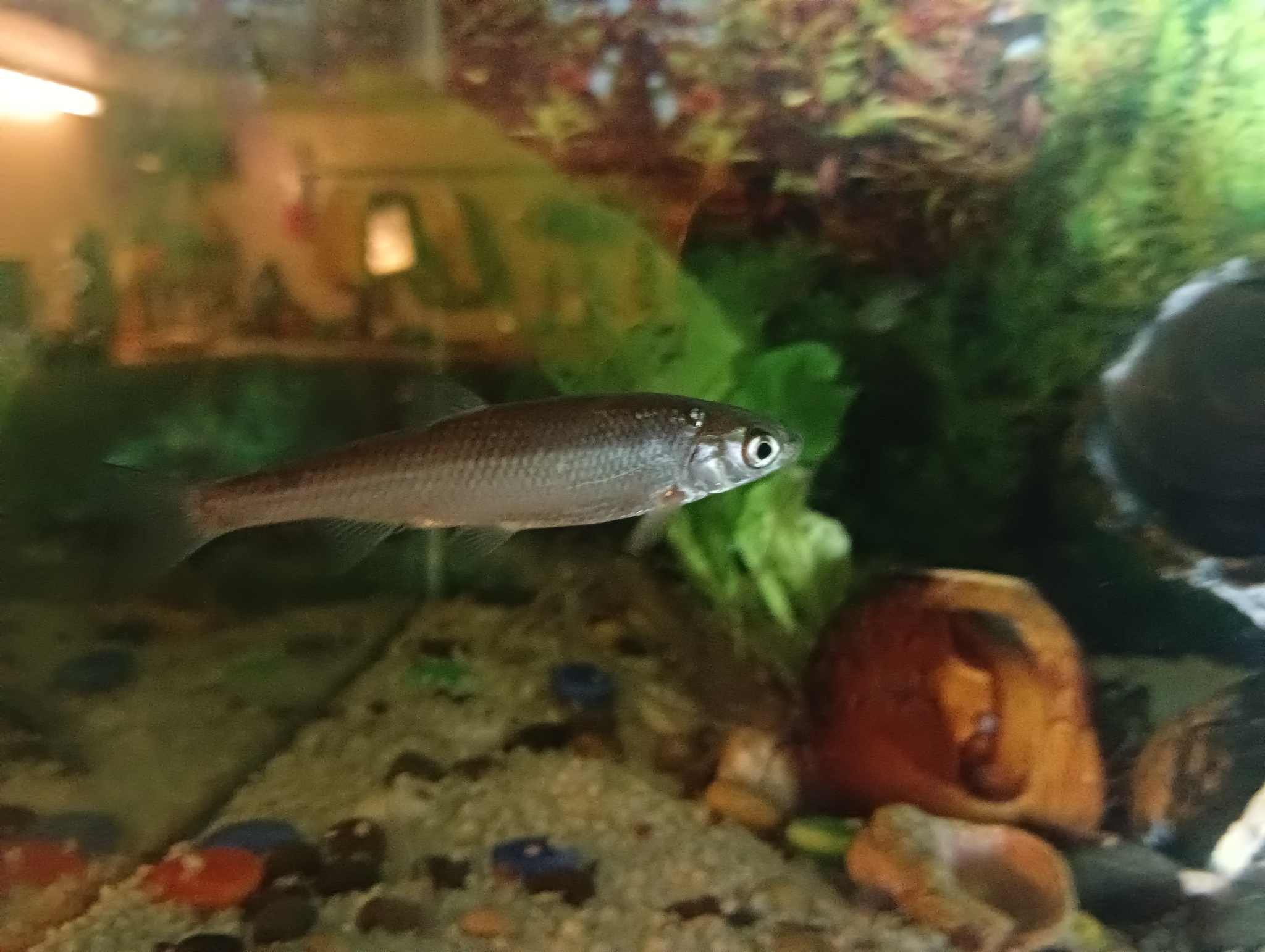 identify the fish - My, Aquarium, Aquarium fish, Longpost