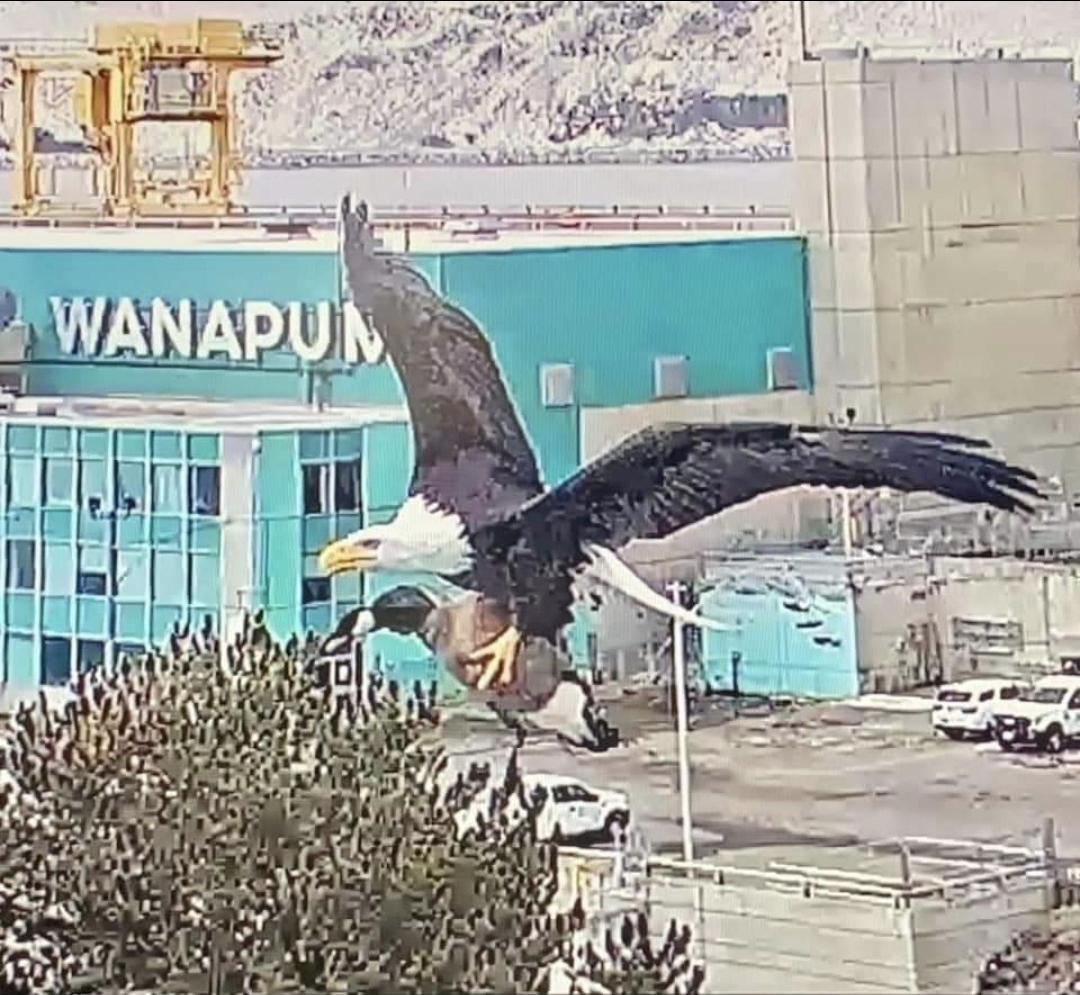 American eagle abducts Canadian goose - Bald eagle, Гусь, Birds, USA, Canada