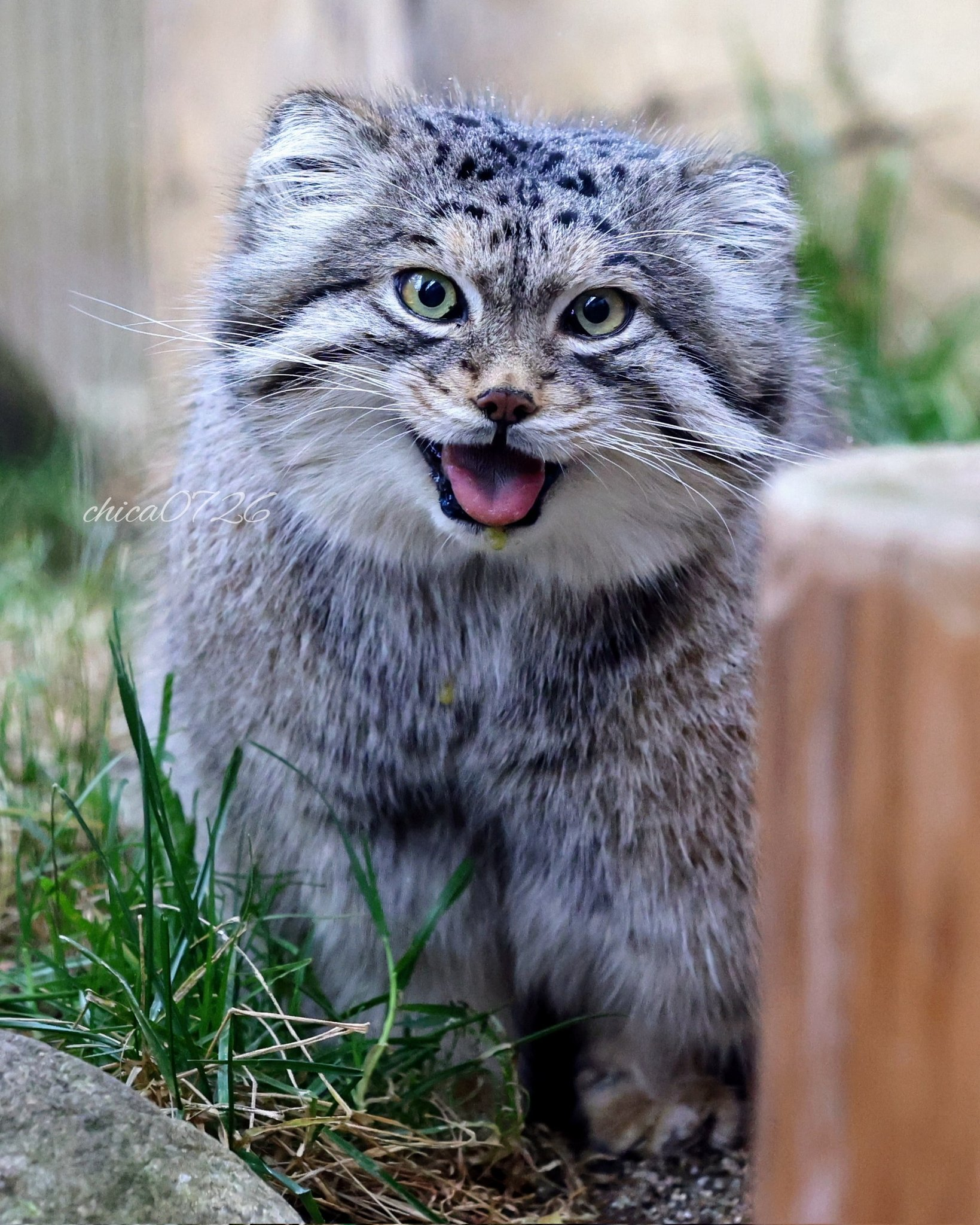 Charming :3 - Pallas' cat, Pet the cat, Cat family, Small cats