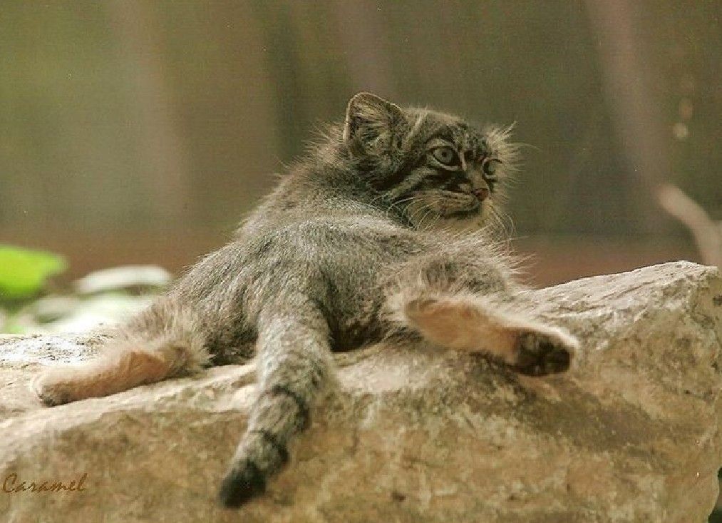 Tail and heels)) - Pallas' cat, Small cats, Pet the cat, Cat family, Fluffy