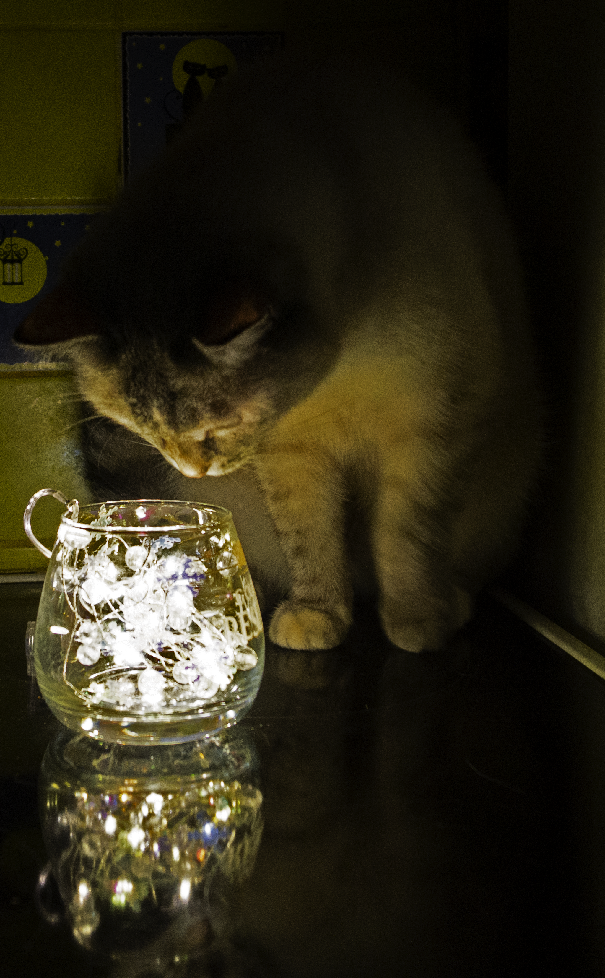 cat lamp - My, Memes, The photo, Longpost, cat