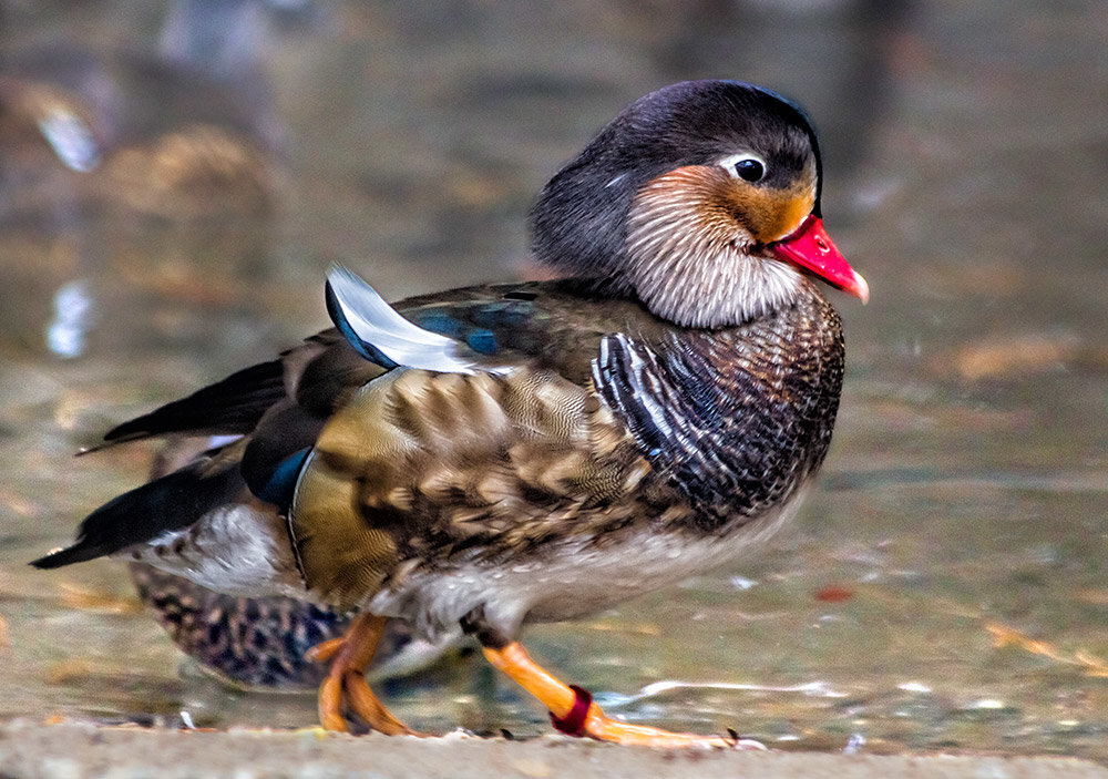 mandarin duck - Birds, The photo, Duck, Mandarin duck, Information