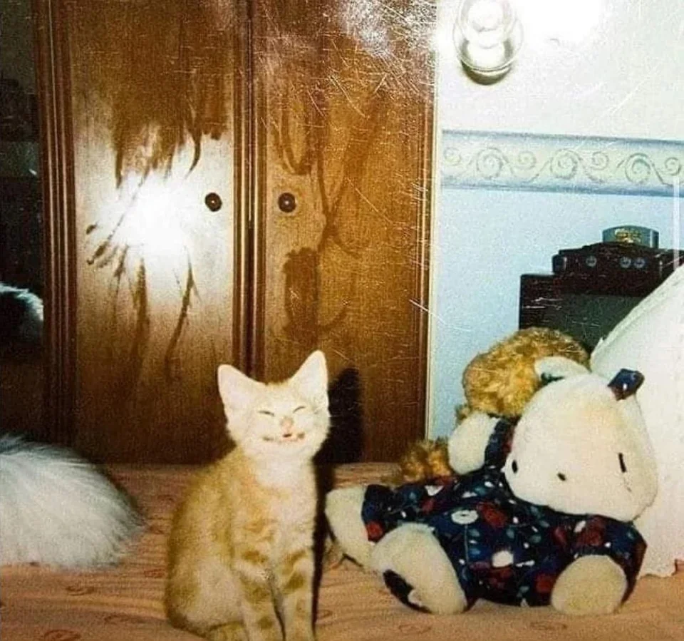 baby photo - Old photo, cat, Smile, Closet, Sight, Kittens