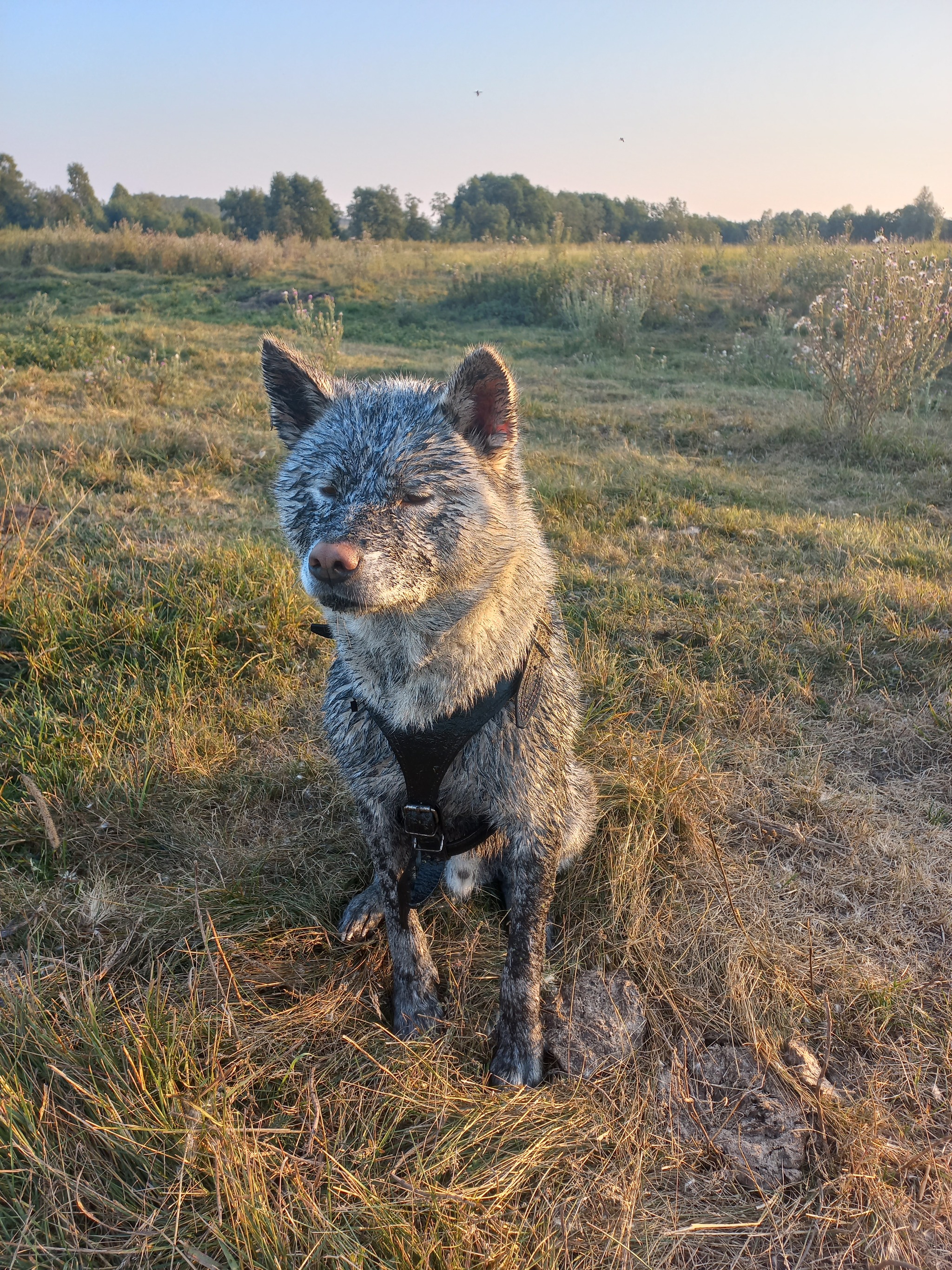 played enough - Akita Inu, Summer, Dog, My, The photo