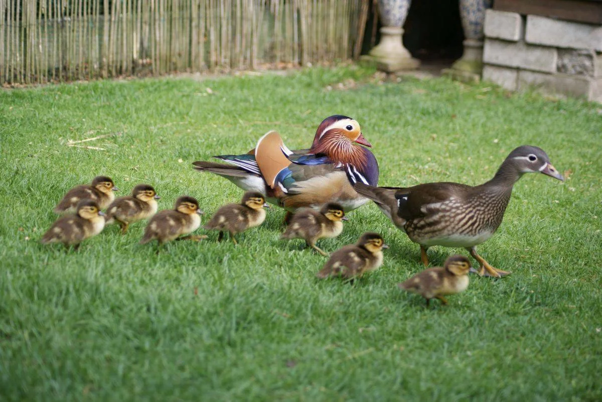 mandarin duck - Birds, The photo, Duck, Mandarin duck, Information