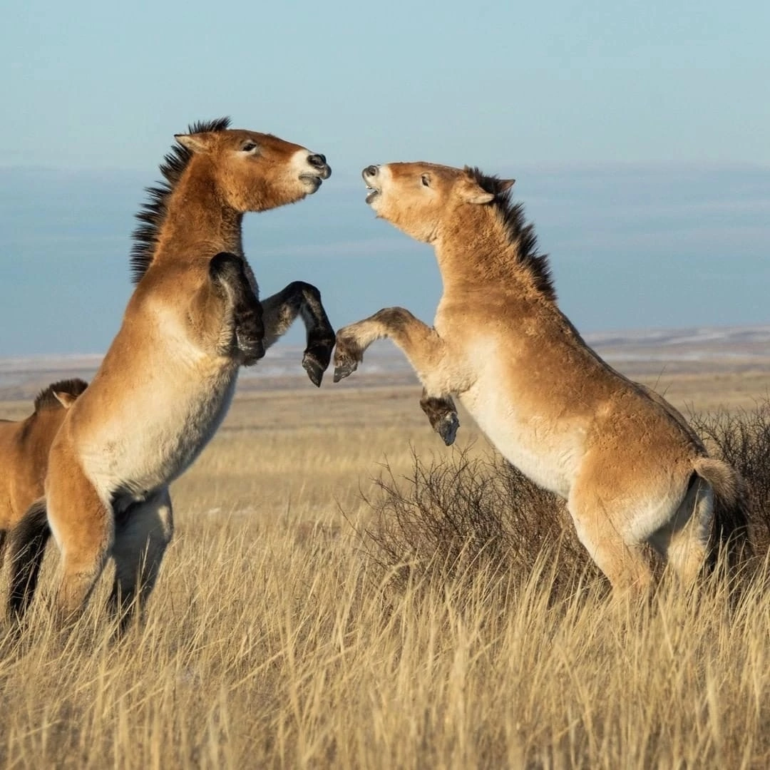 More horses - Horses, Milota, Wild animals, Nature, Longpost