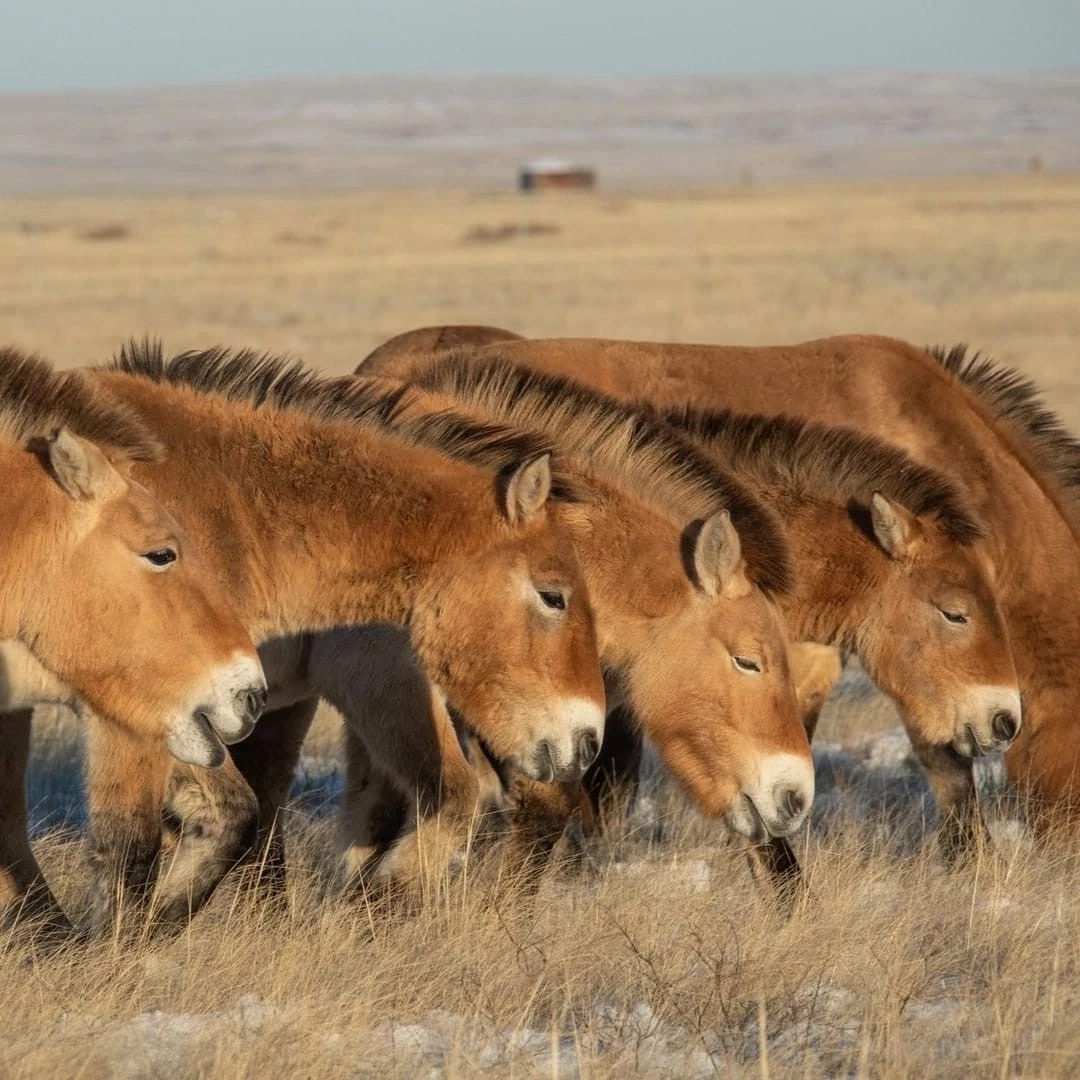 More horses - Horses, Milota, Wild animals, Nature, Longpost