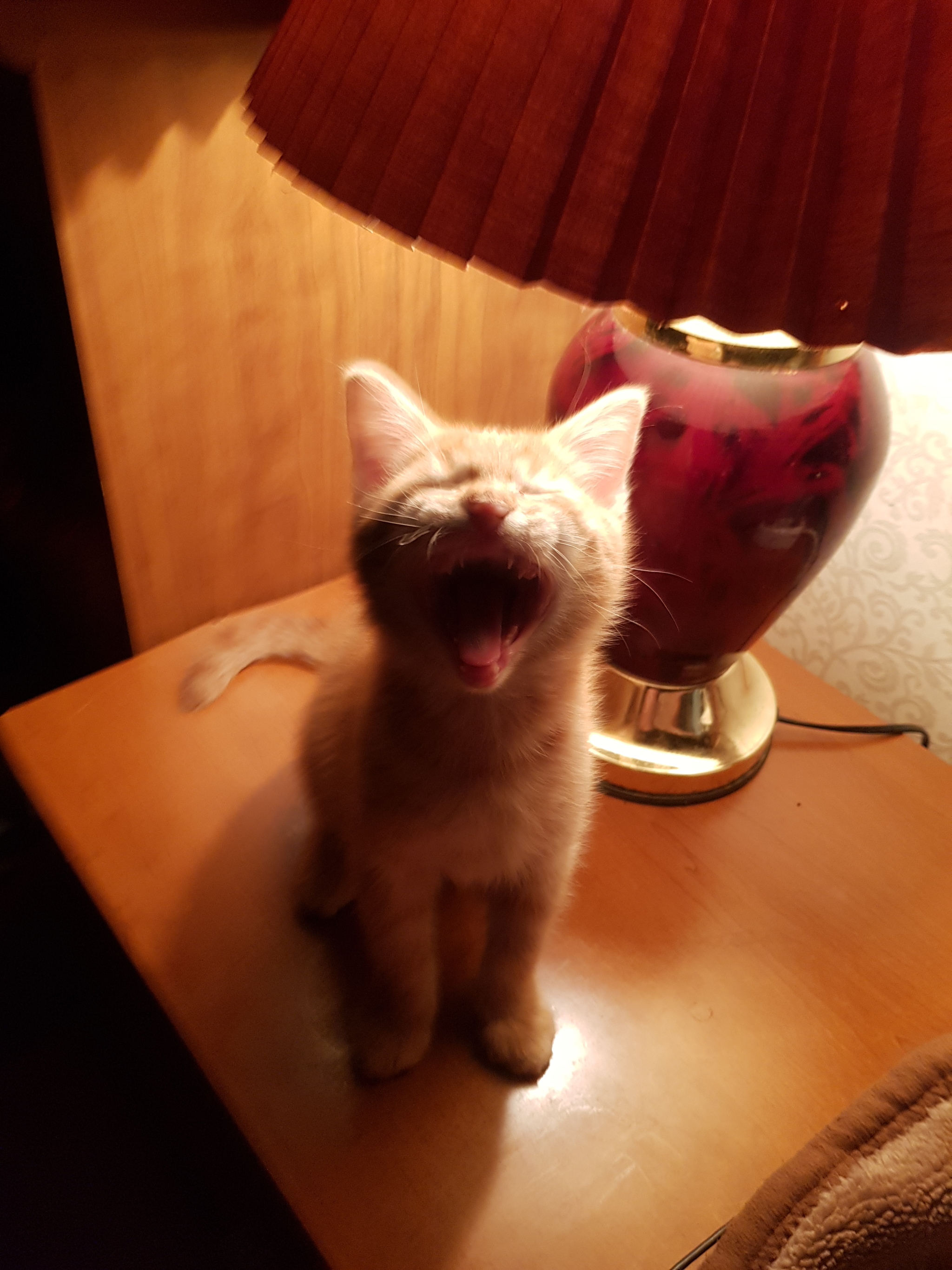 My cat lamp - My, cat, Redheads, Yawn, Kittens, Лампа