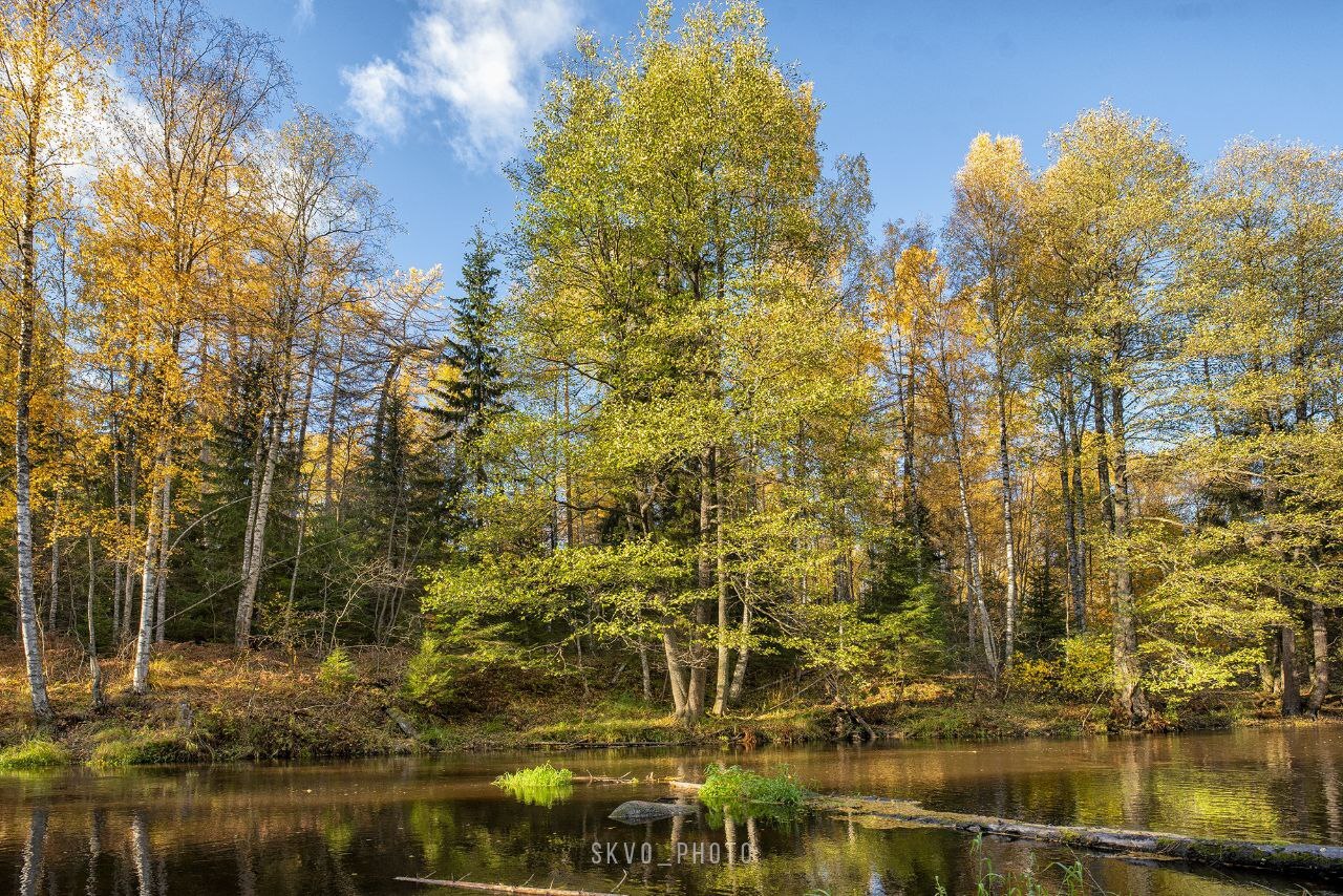 Lindulovskaya grove - The photo, Autumn, Longpost, Leningrad region, Vyborgsky District