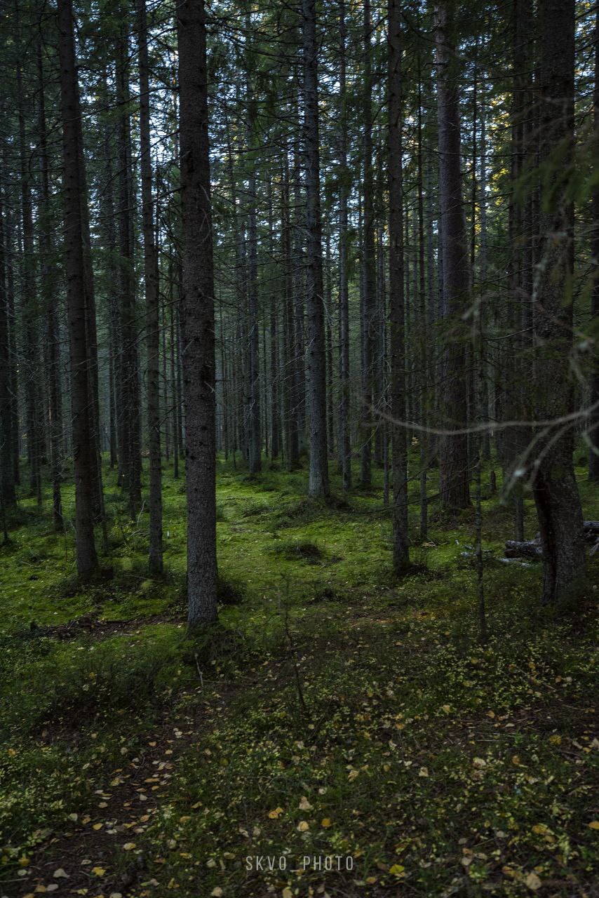 Lindulovskaya grove - The photo, Autumn, Longpost, Leningrad region, Vyborgsky District