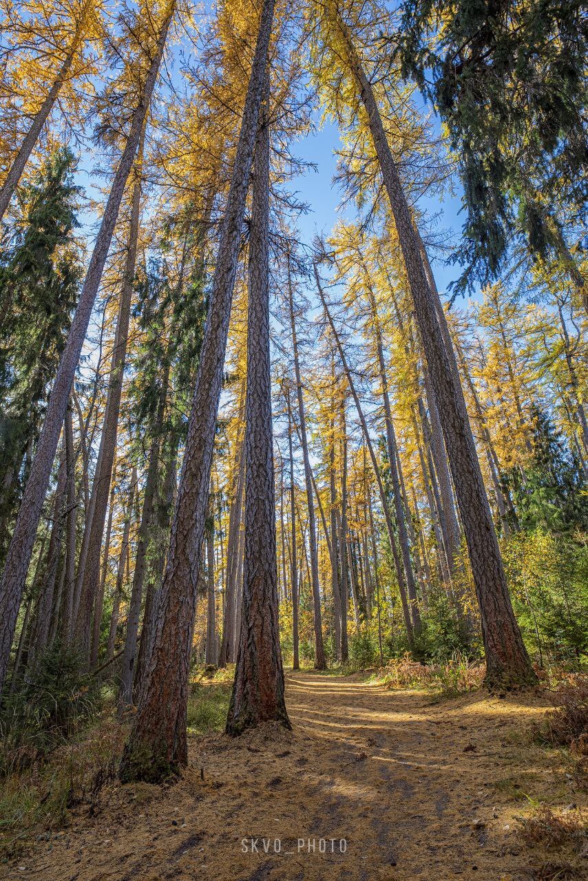 Lindulovskaya grove - The photo, Autumn, Longpost, Leningrad region, Vyborgsky District