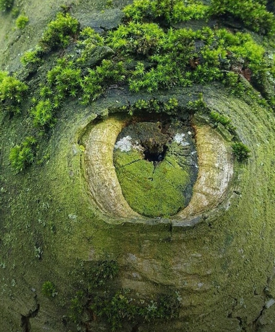 Nature is watching you - Natural beauty, Nature, Pareidolia, The photo