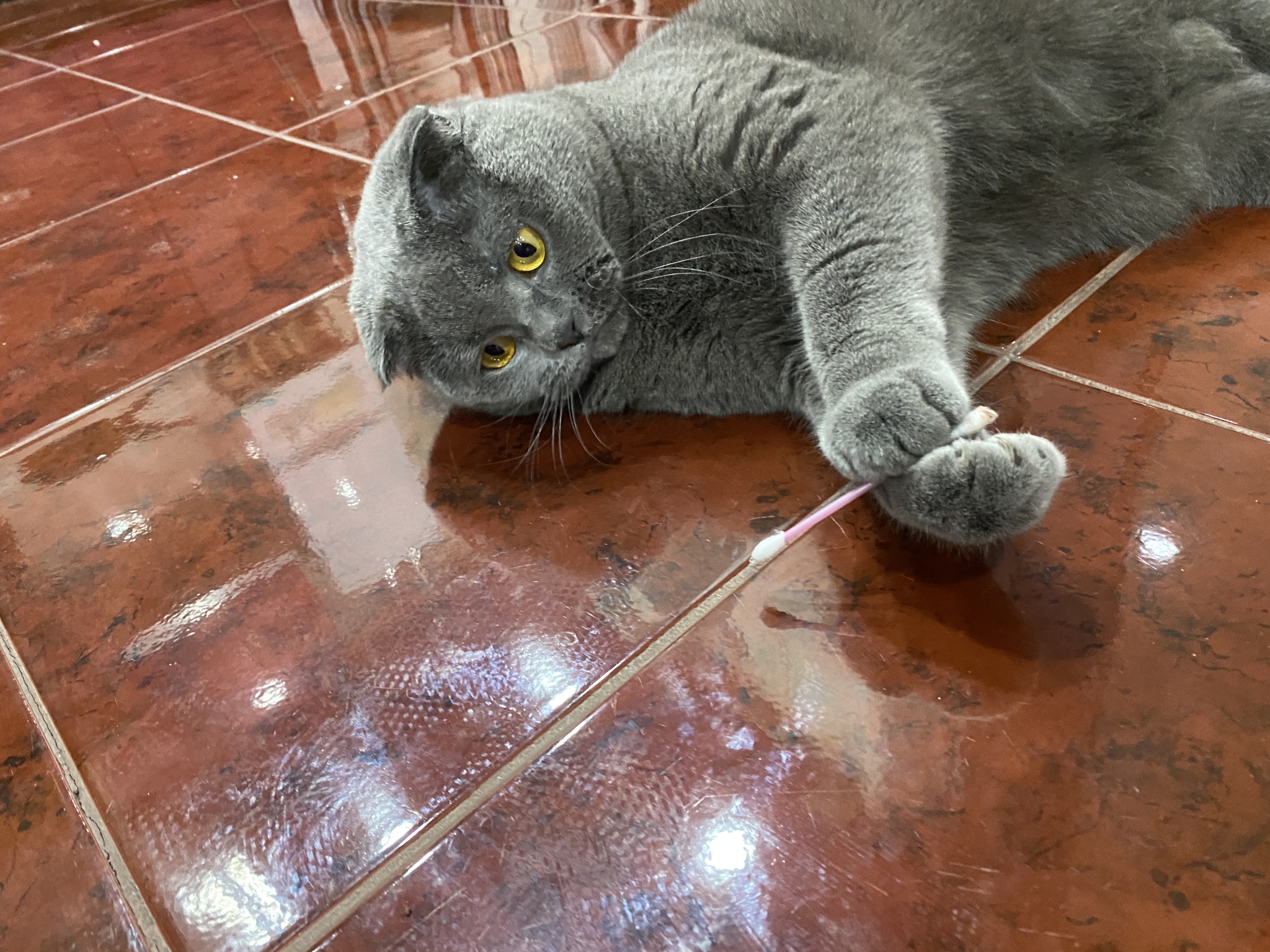 Why does he sit on his ass, and not like all cats? - My, cat, Scottish lop-eared, Longpost