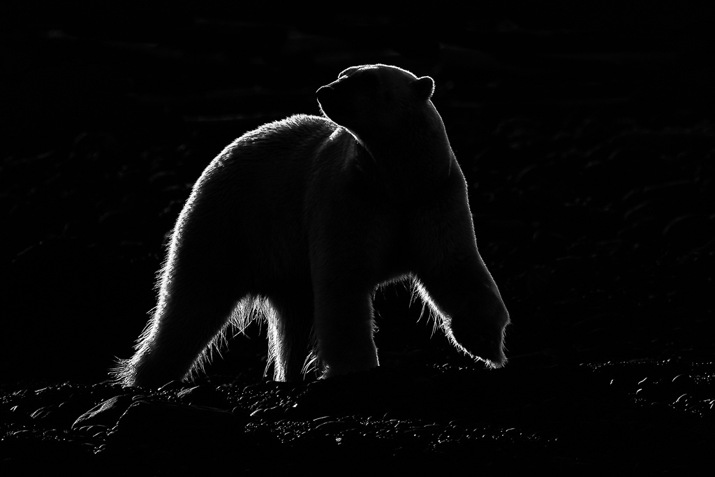 Beautifully - The photo, Animals, The Bears, Wild animals, Polar bear