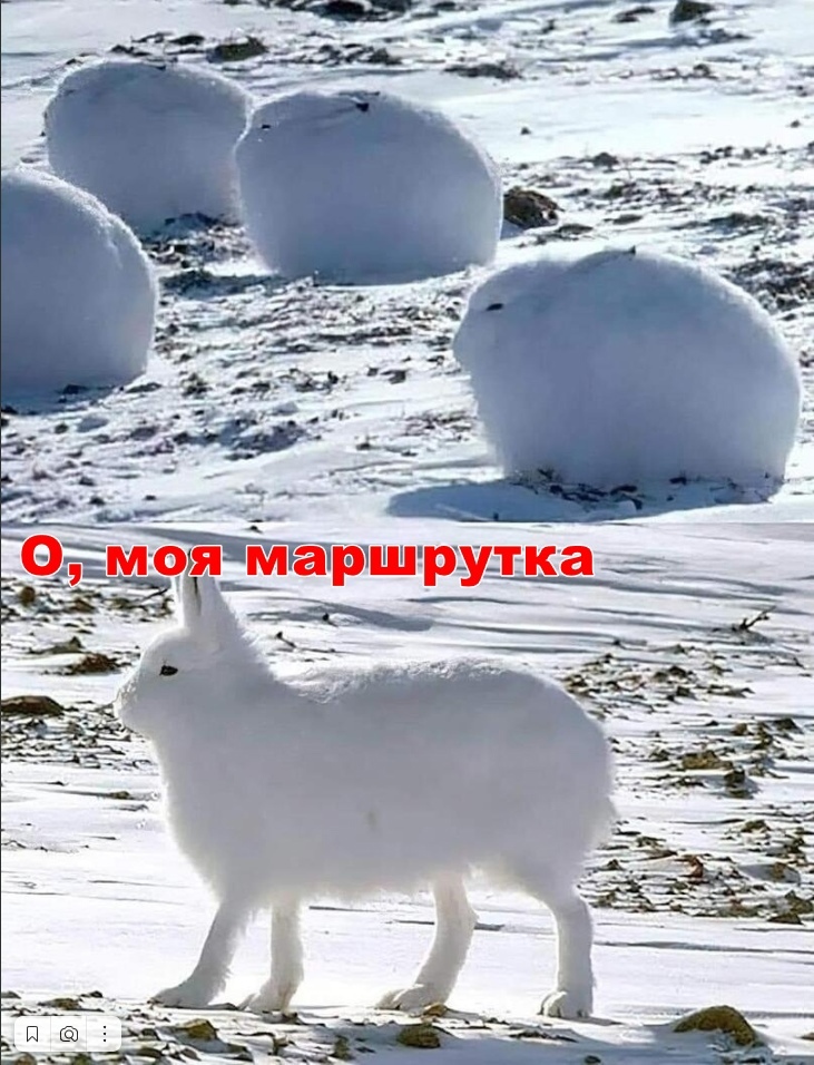 December, morning, stop - Winter, Stop, Minibus, Hare, Humor, Memes, Repeat