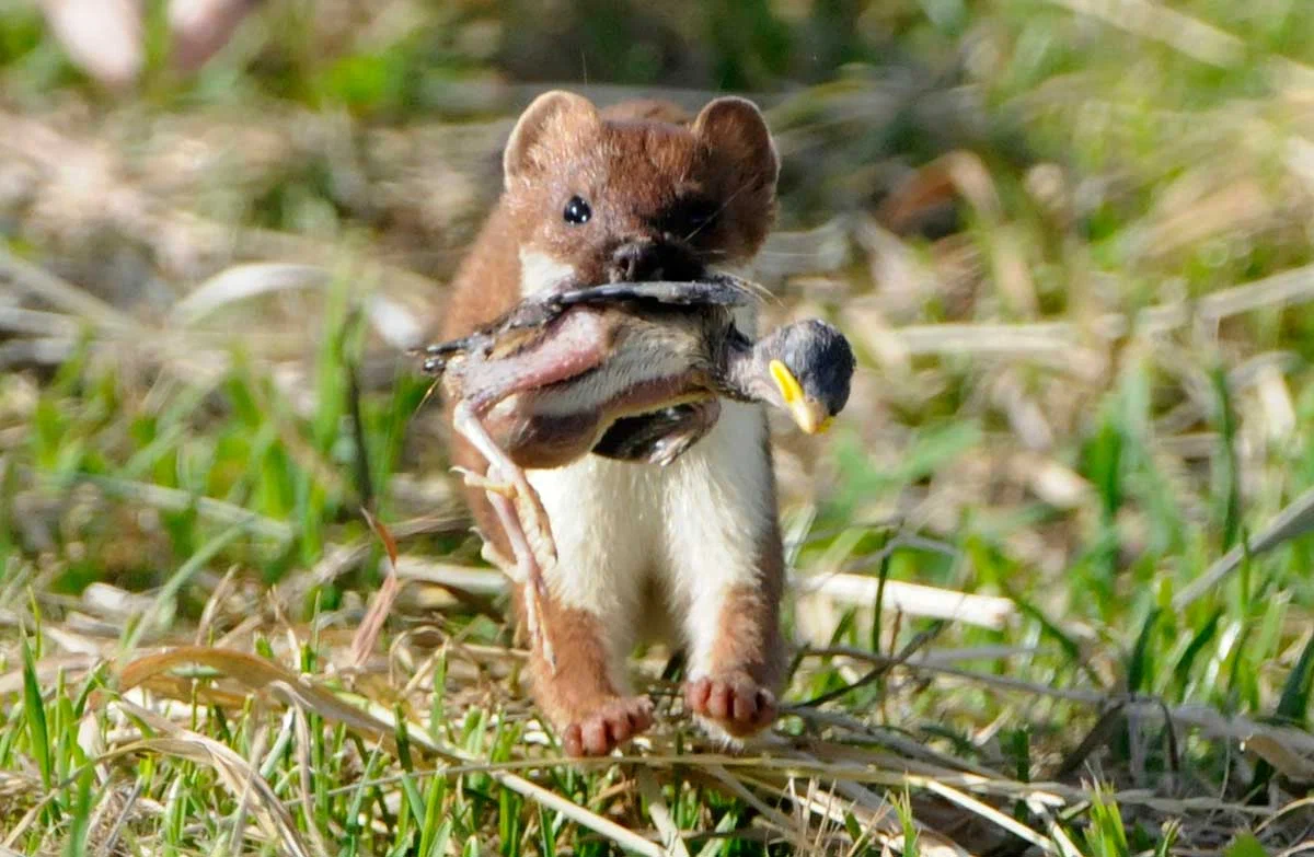 Ermine: Performs a special dance that causes its victims to die of fear before they attack. So he gets prey 10 times larger than himself! - Ermine, Animal book, Yandex Zen, Longpost, The photo