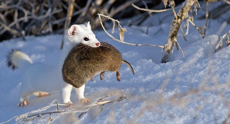 Ermine: Performs a special dance that causes its victims to die of fear before they attack. So he gets prey 10 times larger than himself! - Ermine, Animal book, Yandex Zen, Longpost, The photo