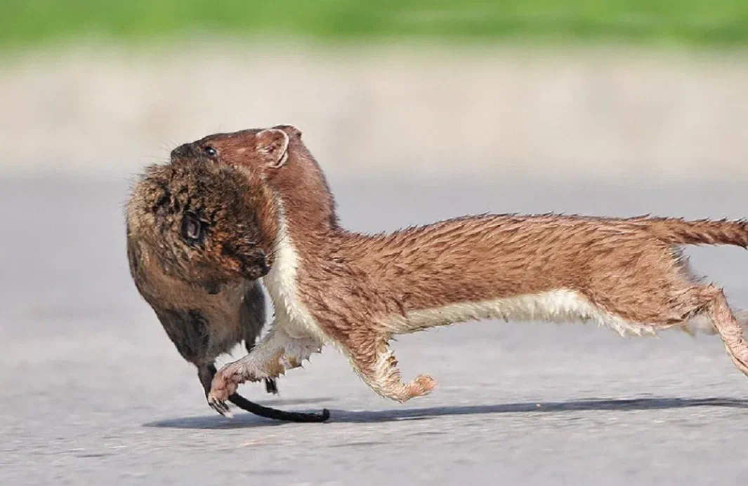 Ermine: Performs a special dance that causes its victims to die of fear before they attack. So he gets prey 10 times larger than himself! - Ermine, Animal book, Yandex Zen, Longpost, The photo