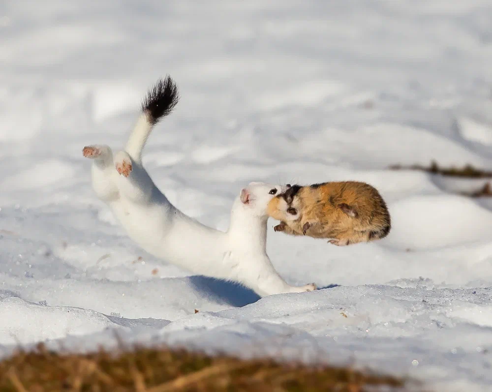 Ermine: Performs a special dance that causes its victims to die of fear before they attack. So he gets prey 10 times larger than himself! - Ermine, Animal book, Yandex Zen, Longpost, The photo