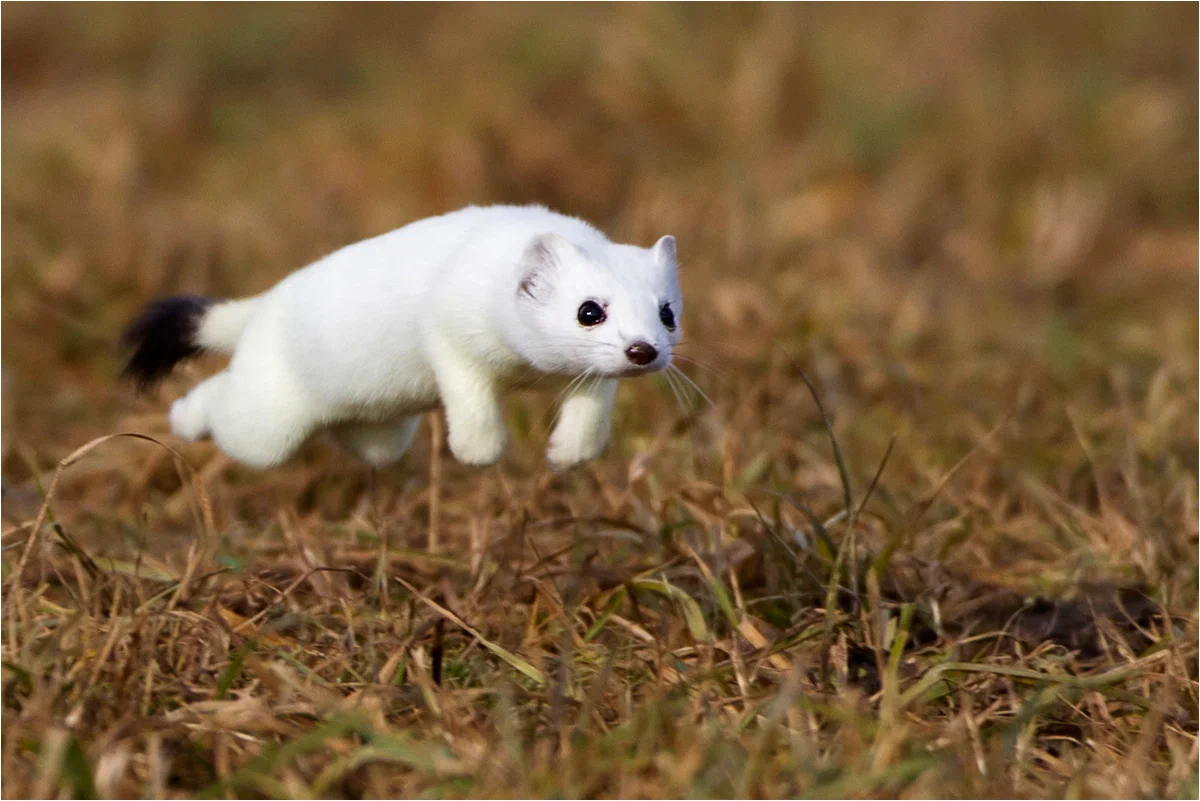 Ermine: Performs a special dance that causes its victims to die of fear before they attack. So he gets prey 10 times larger than himself! - Ermine, Animal book, Yandex Zen, Longpost, The photo