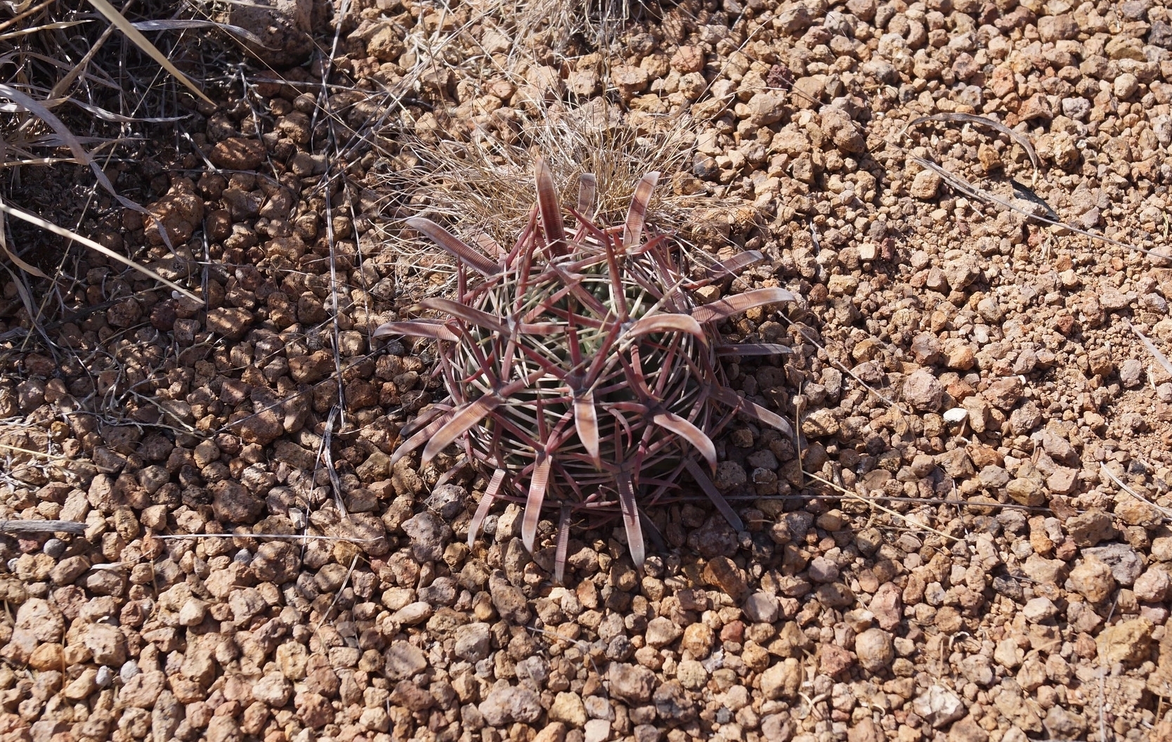 Succulents and cacti in the wild - My, Plants, Houseplants, Cactus, Succulents, Longpost