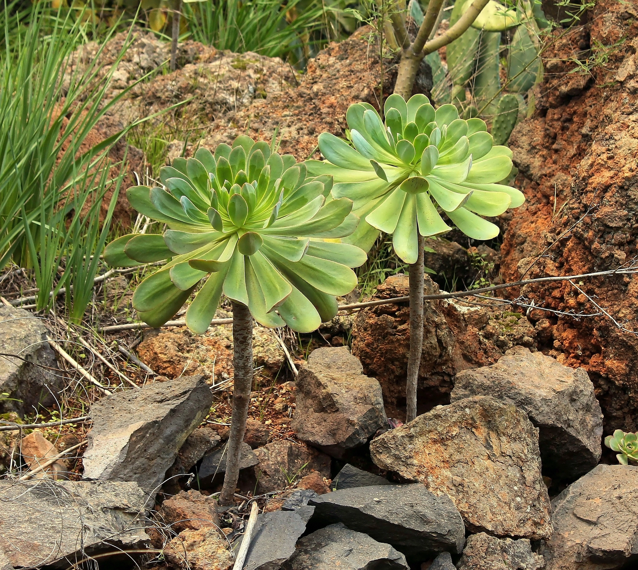 Succulents and cacti in the wild - My, Plants, Houseplants, Cactus, Succulents, Longpost