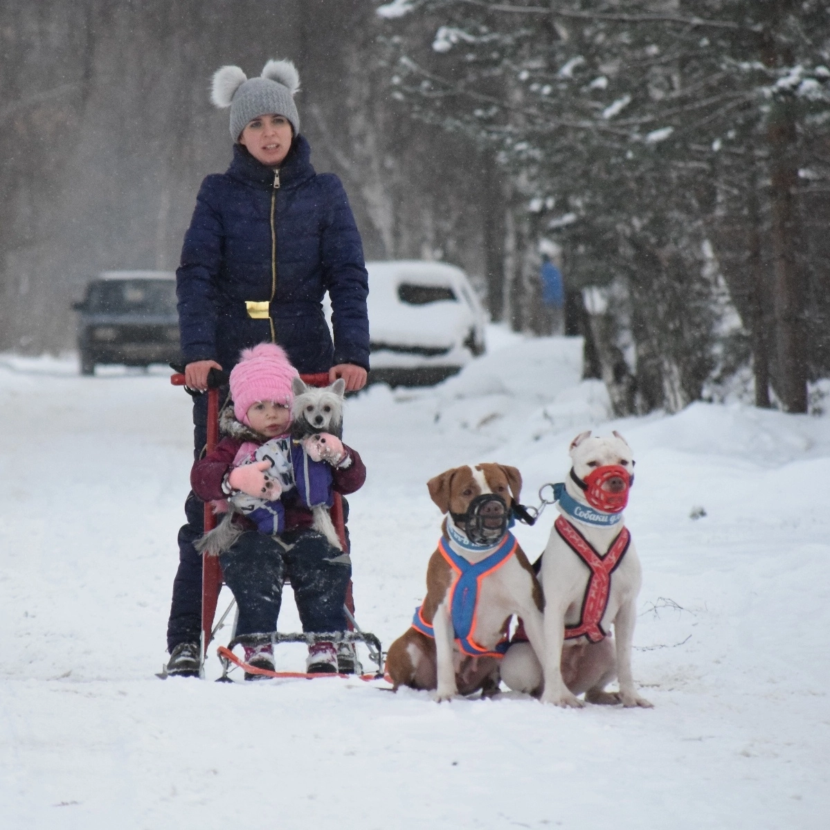 Fighting team - My, Dog, Friend, Riding sports, Dog sled