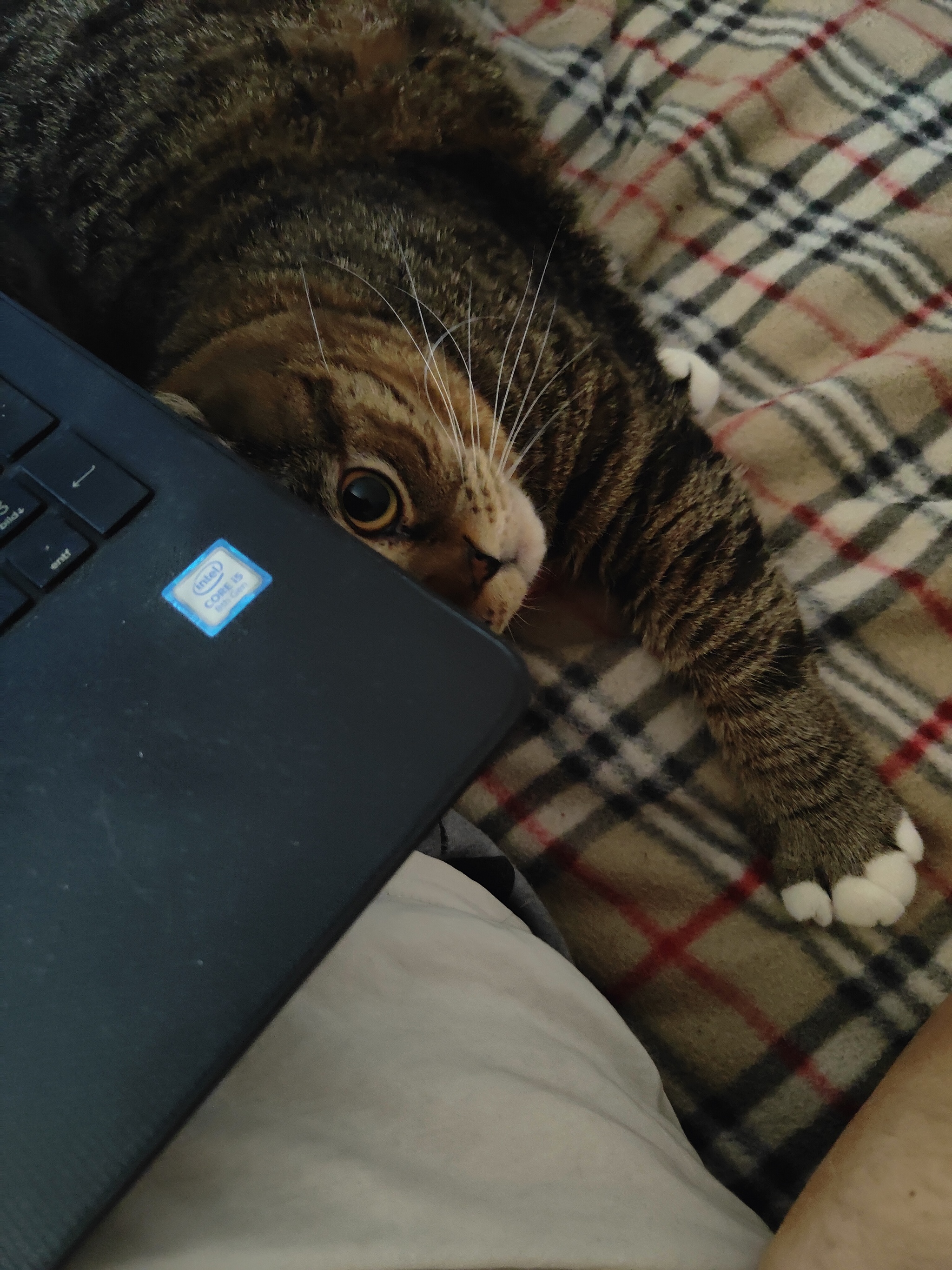 Peek-a-boo - My, cat, Scottish lop-eared