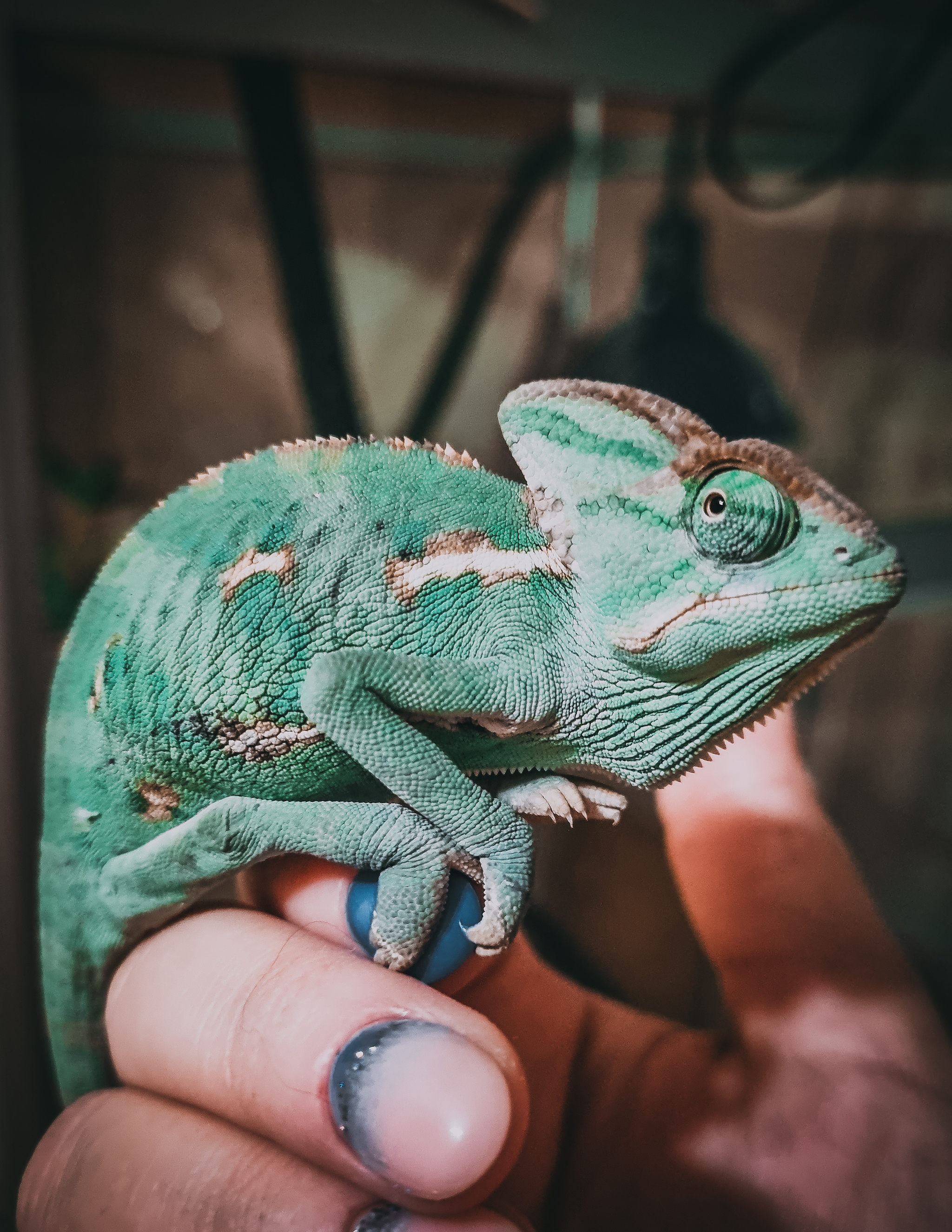 Such a different chameleon - My, Chameleon, The photo, Animals, Lizard, Longpost