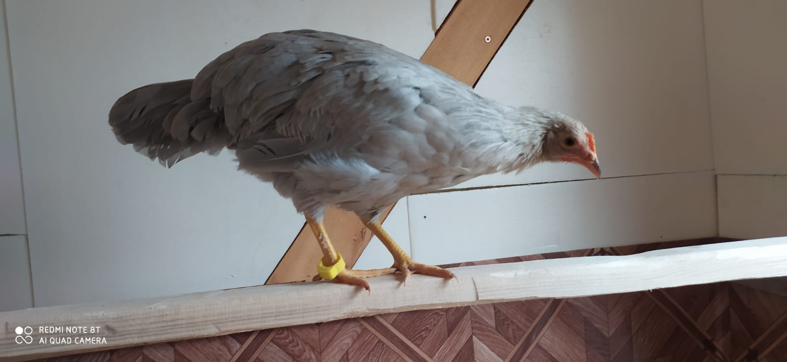 Chicken project. From dream to first egg. Part 2 launching chickens and the first problems. - My, Hen, Chicken coop, Video, Vertical video, Longpost