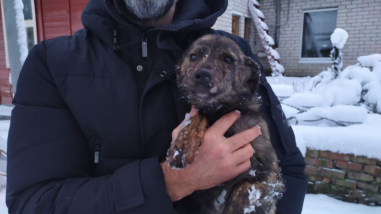 Rescued a puppy freezing in a forest plantation - Kursk, Kindness, Positive, The rescue, Animals, Longpost, Puppies