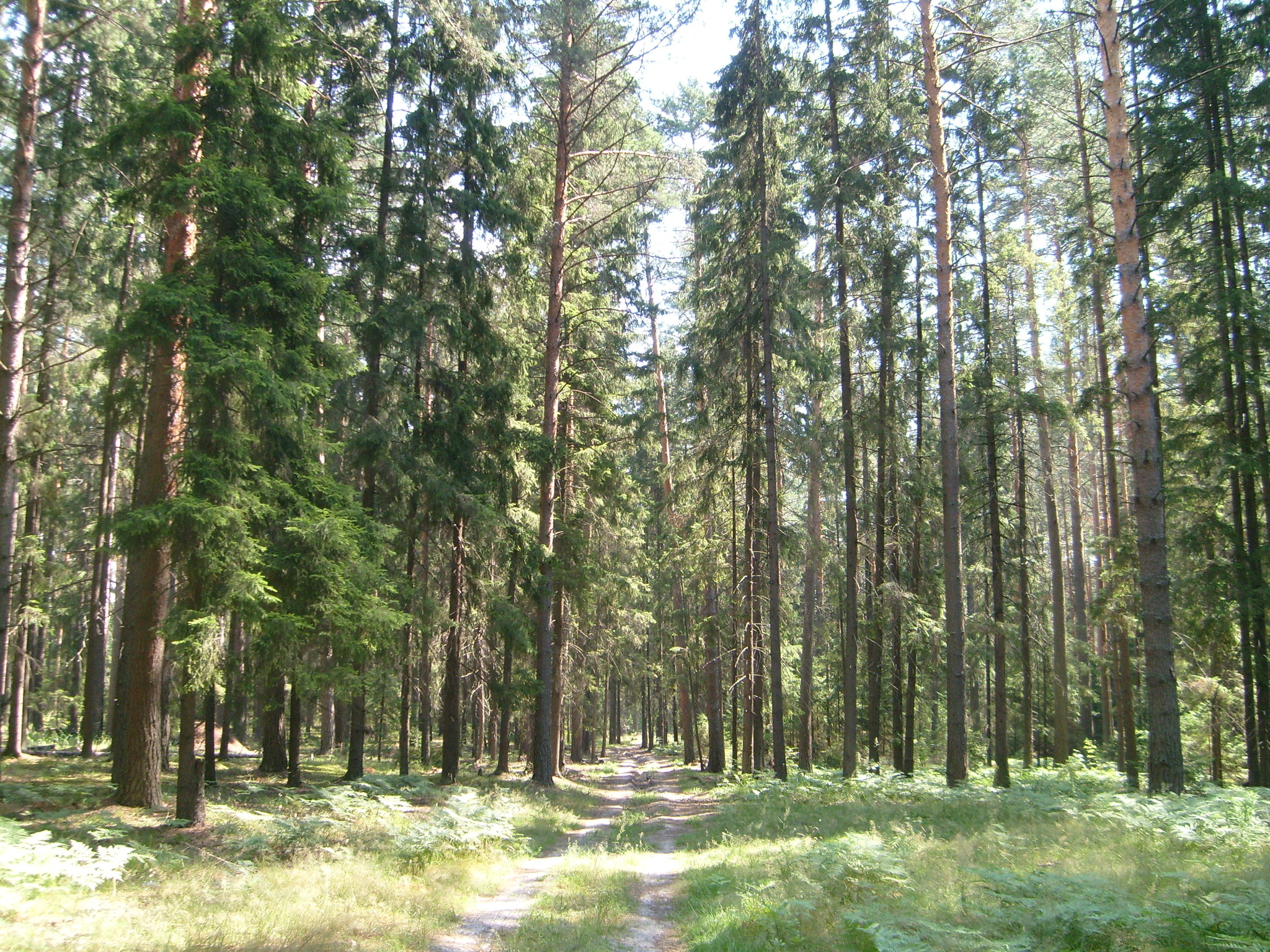 Параллели и перпендекуляри - Моё, Фотография, Старое фото, Выкса, Длиннопост