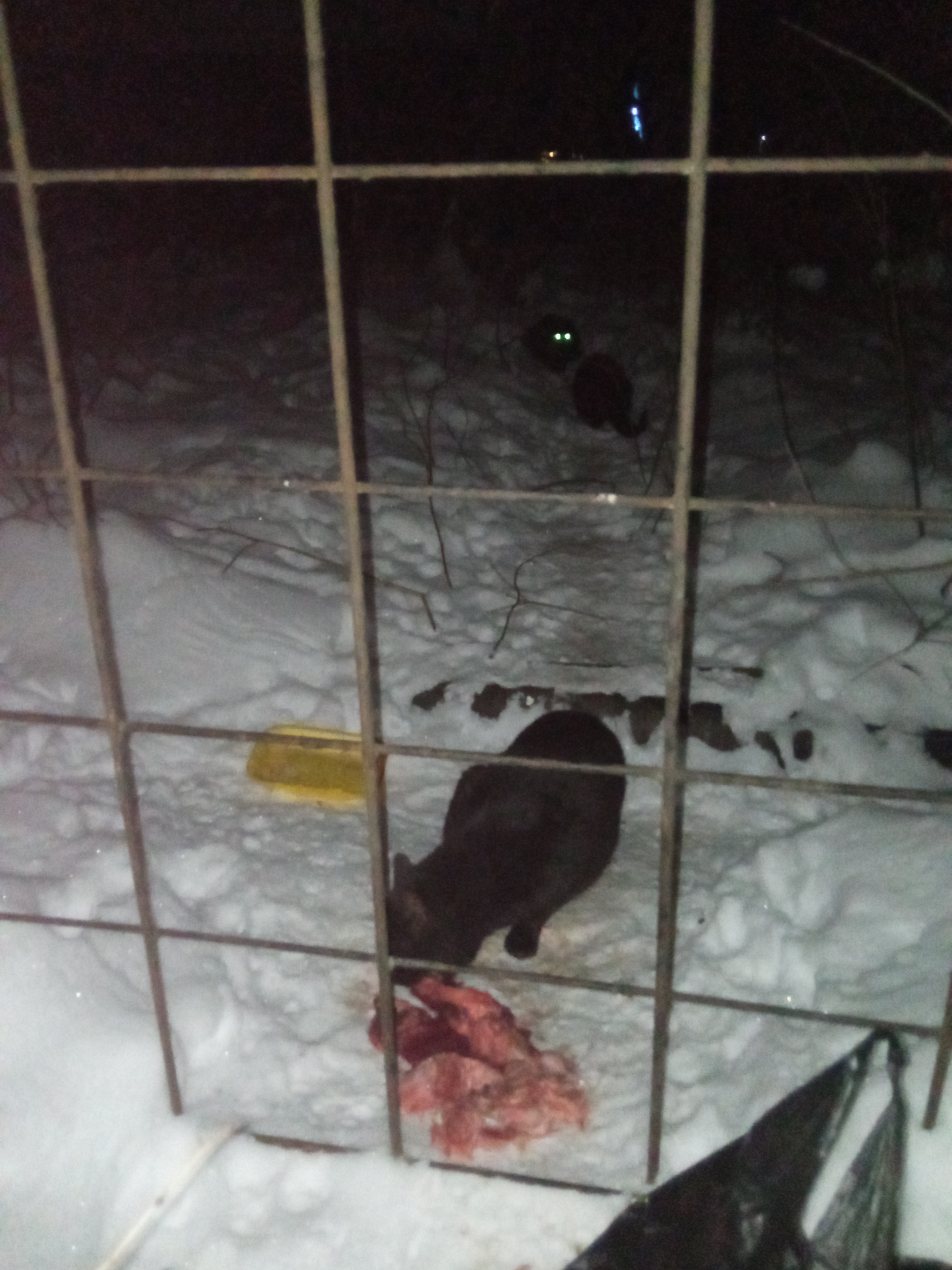 21 December. I feed cats abandoned by summer residents. Ice rain. 72 days until spring - My, Helping animals, Animal Rescue, cat, Winter, Dacha, Video, Vertical video, Longpost